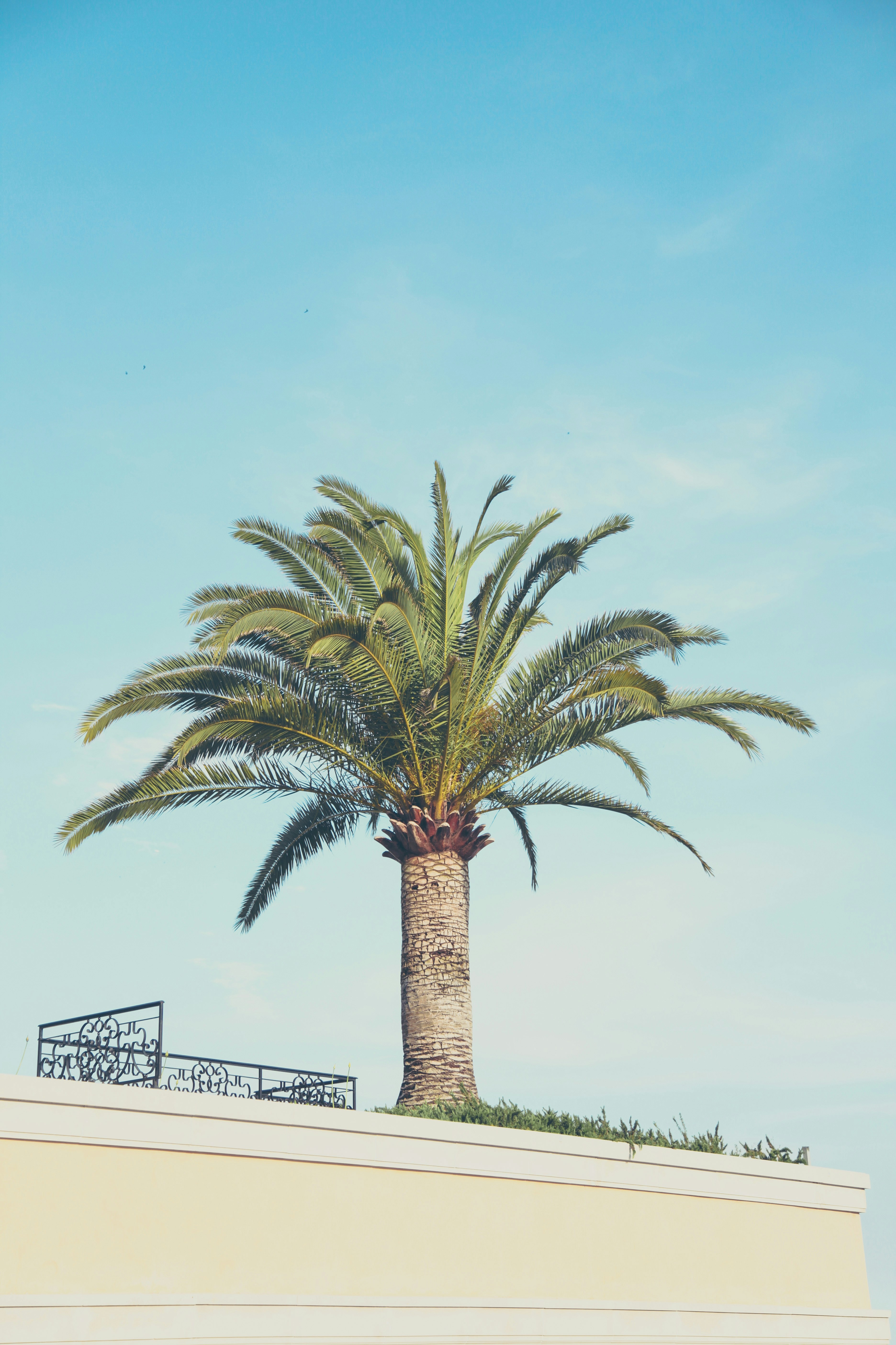 Palm Tree Above Building Rooftop