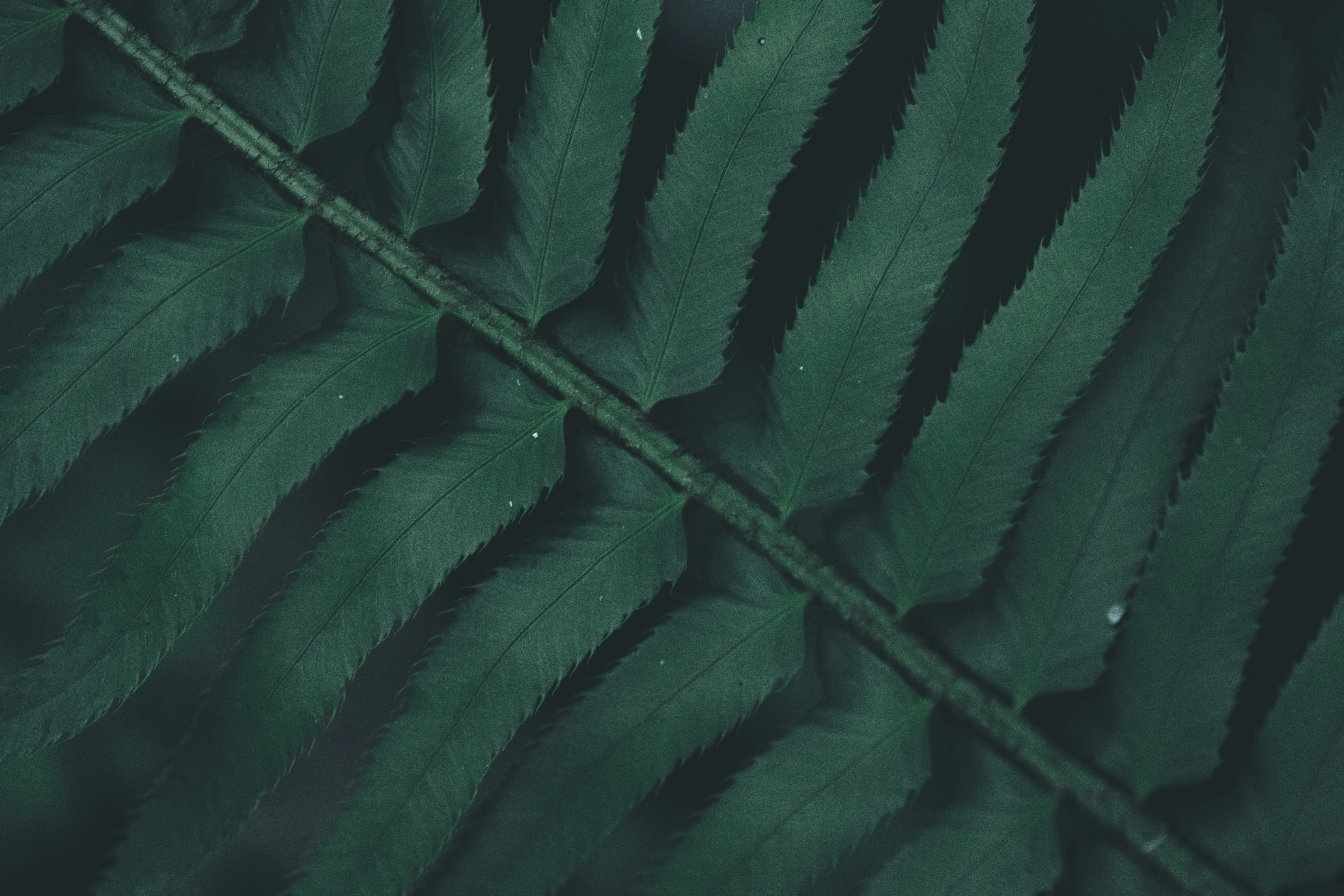 Close-up of Fern Leaves