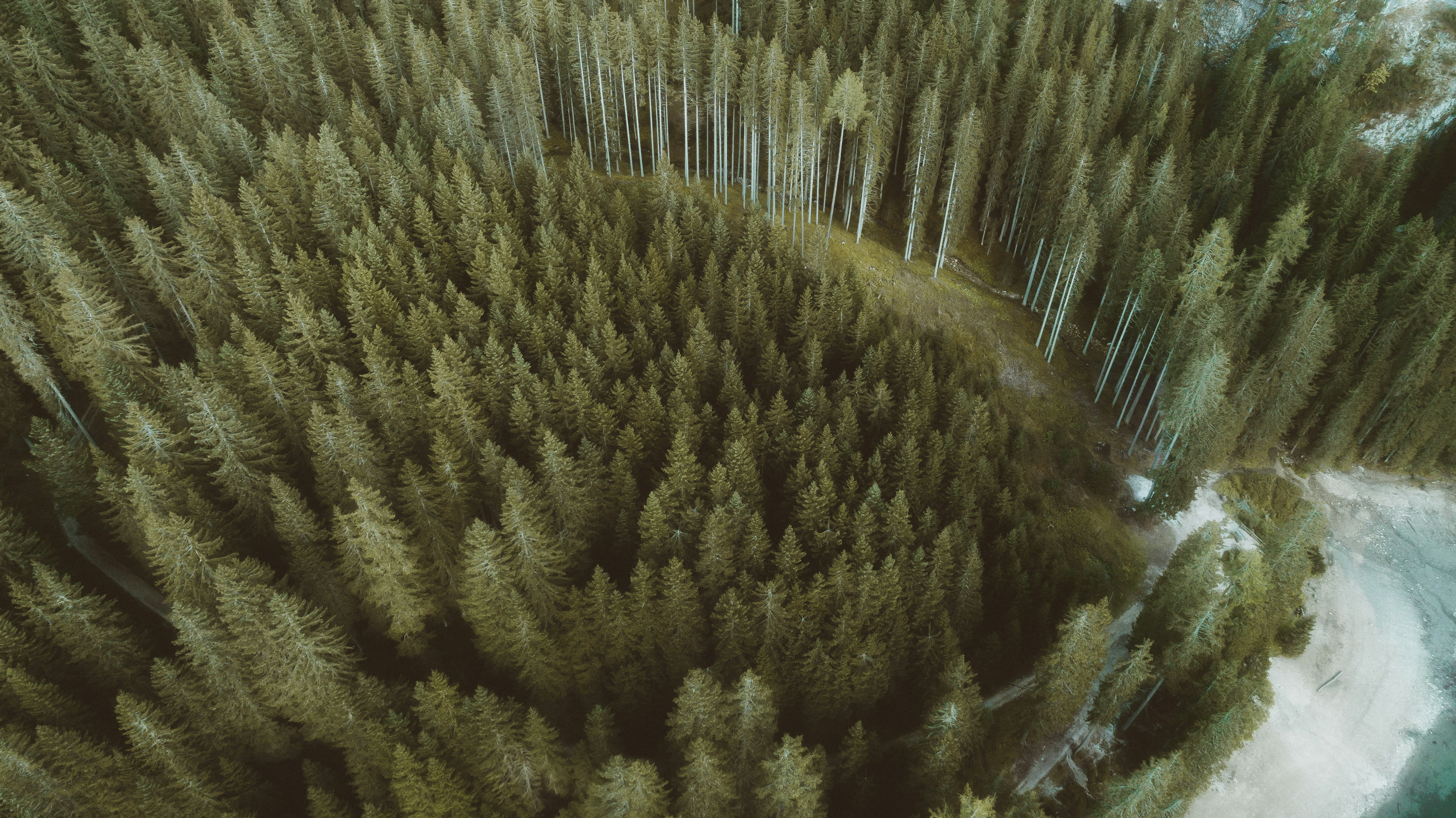 Aerial View of Coniferous Forest