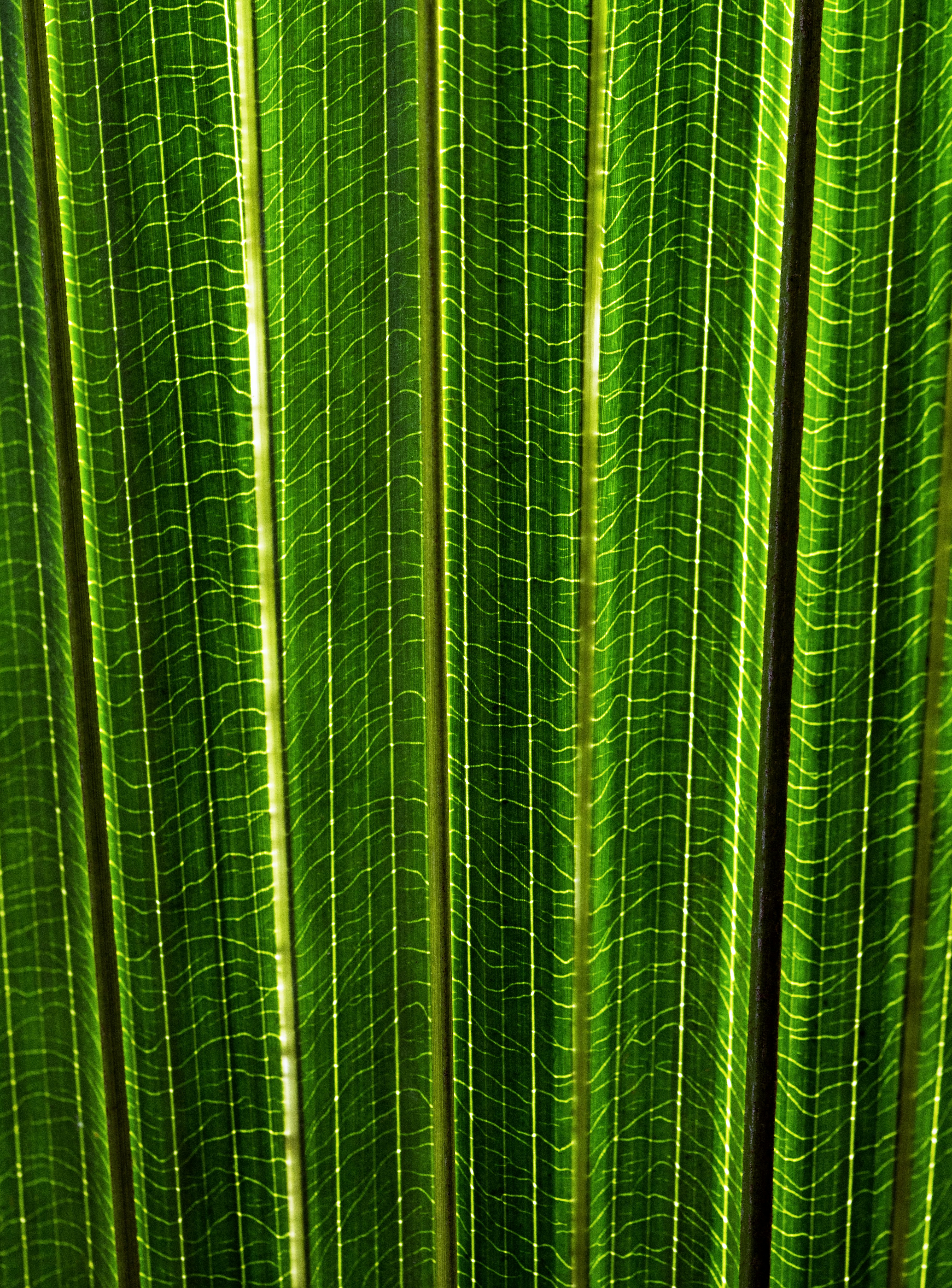 Close-up of Palm Leaf Veins