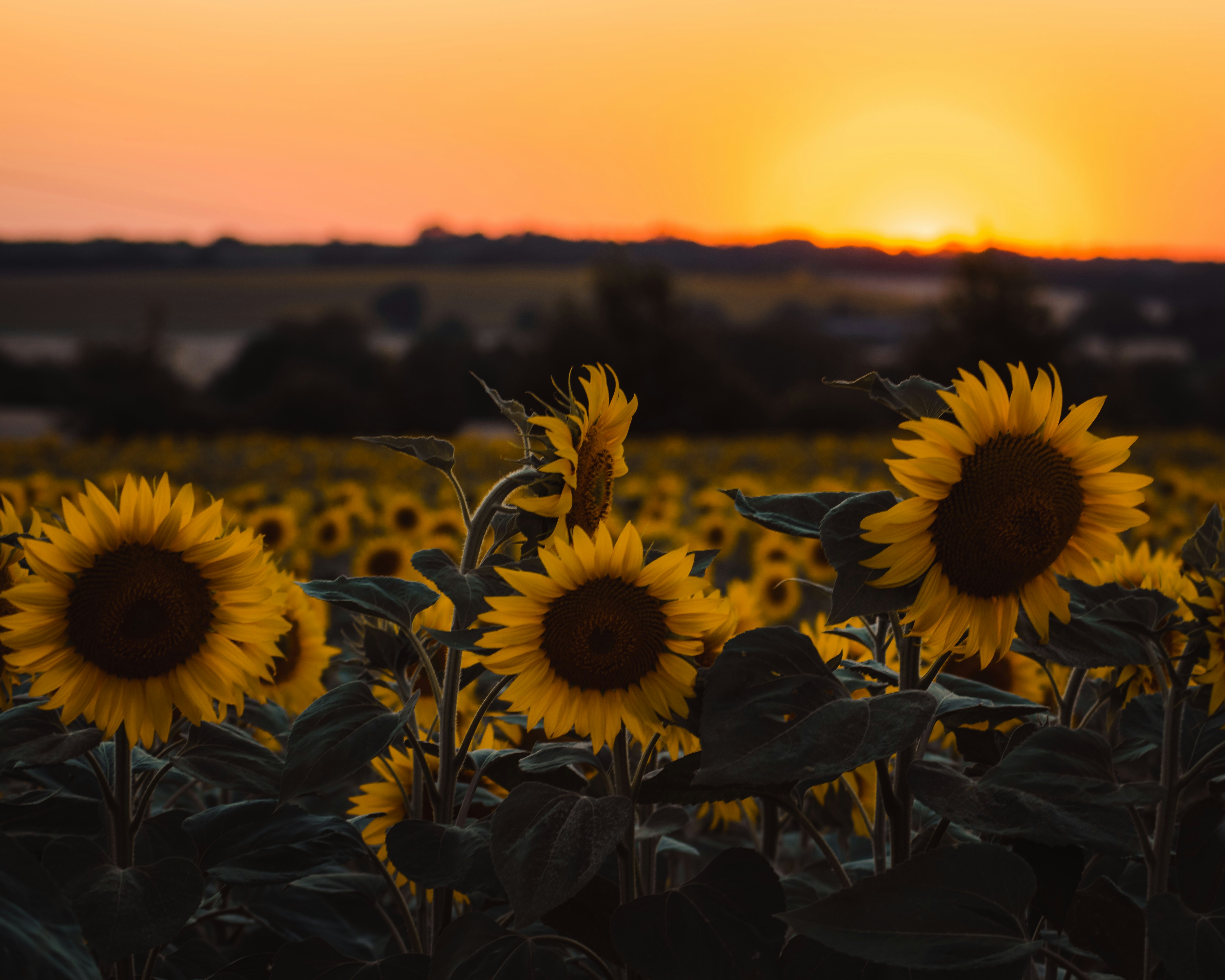 Sunflower Field at Sunset