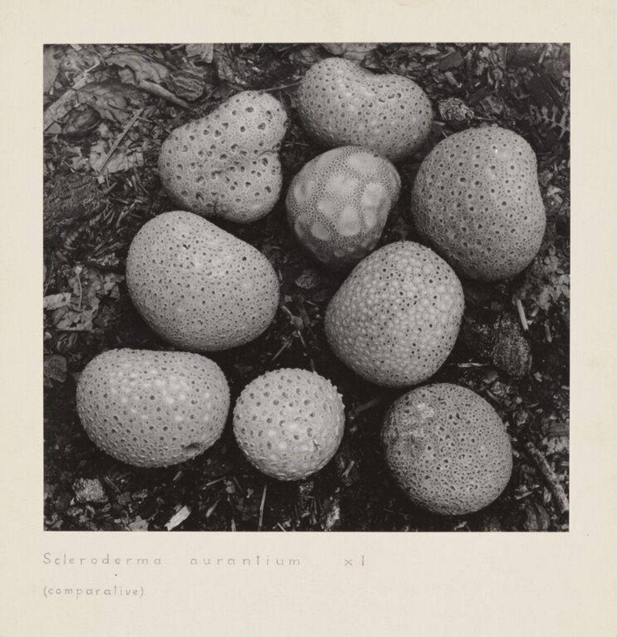 Scleroderma aurantium Fungi Specimens