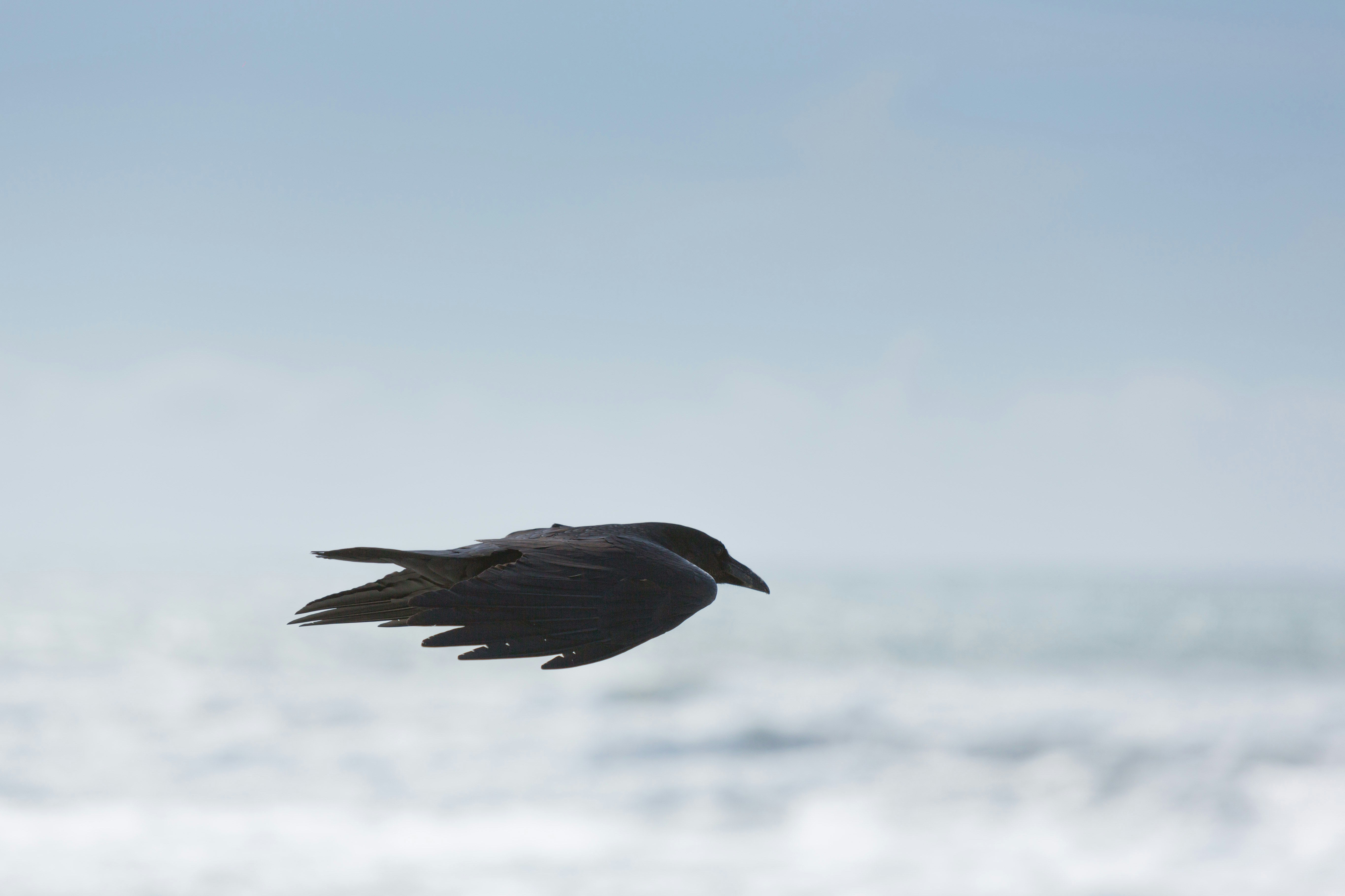 Raven Flying Above the Ocean