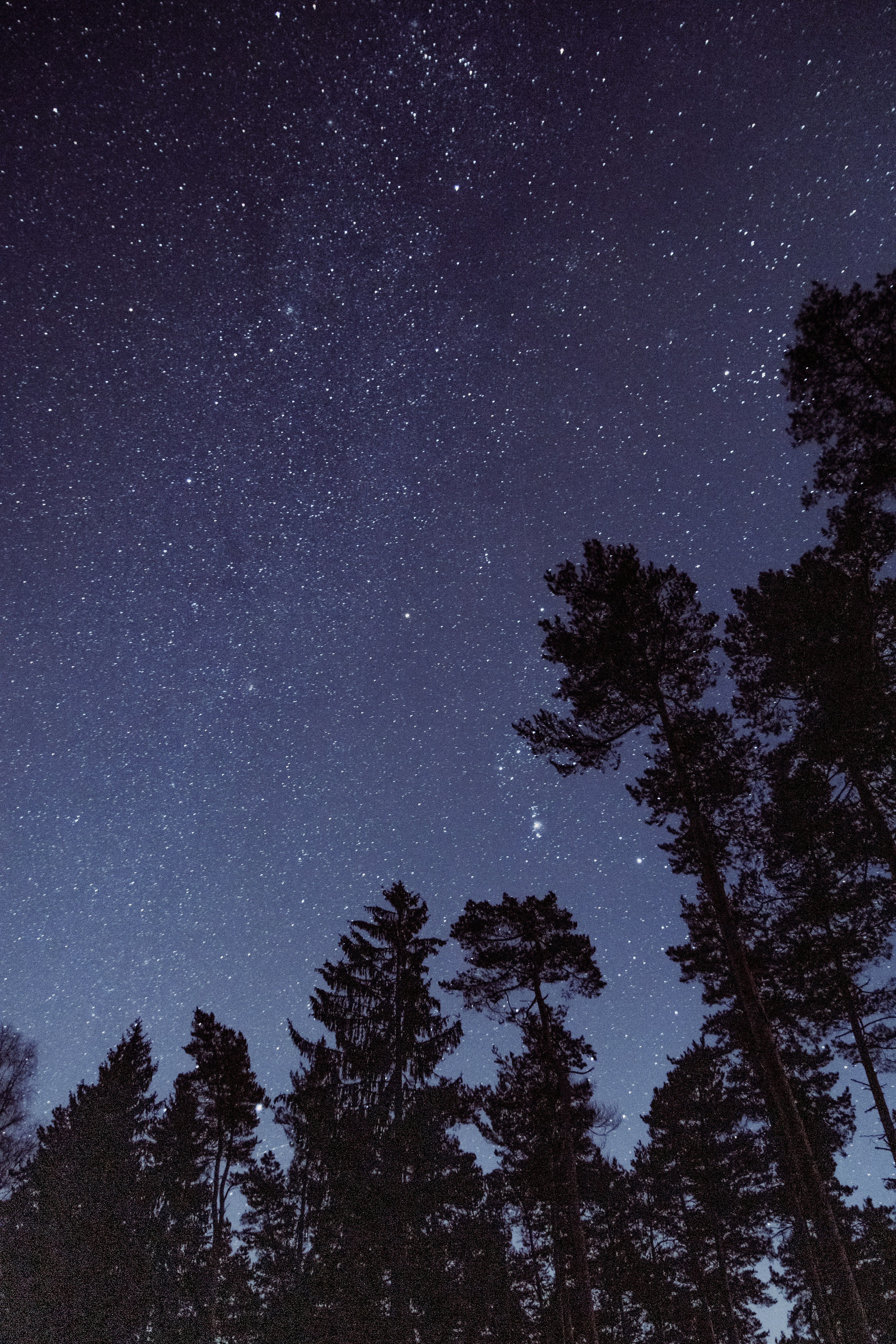 Starry Night Sky Over Pine Forest