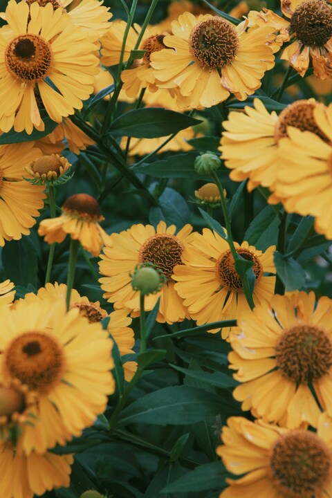 Blooming Yellow Gaillardia Flowers