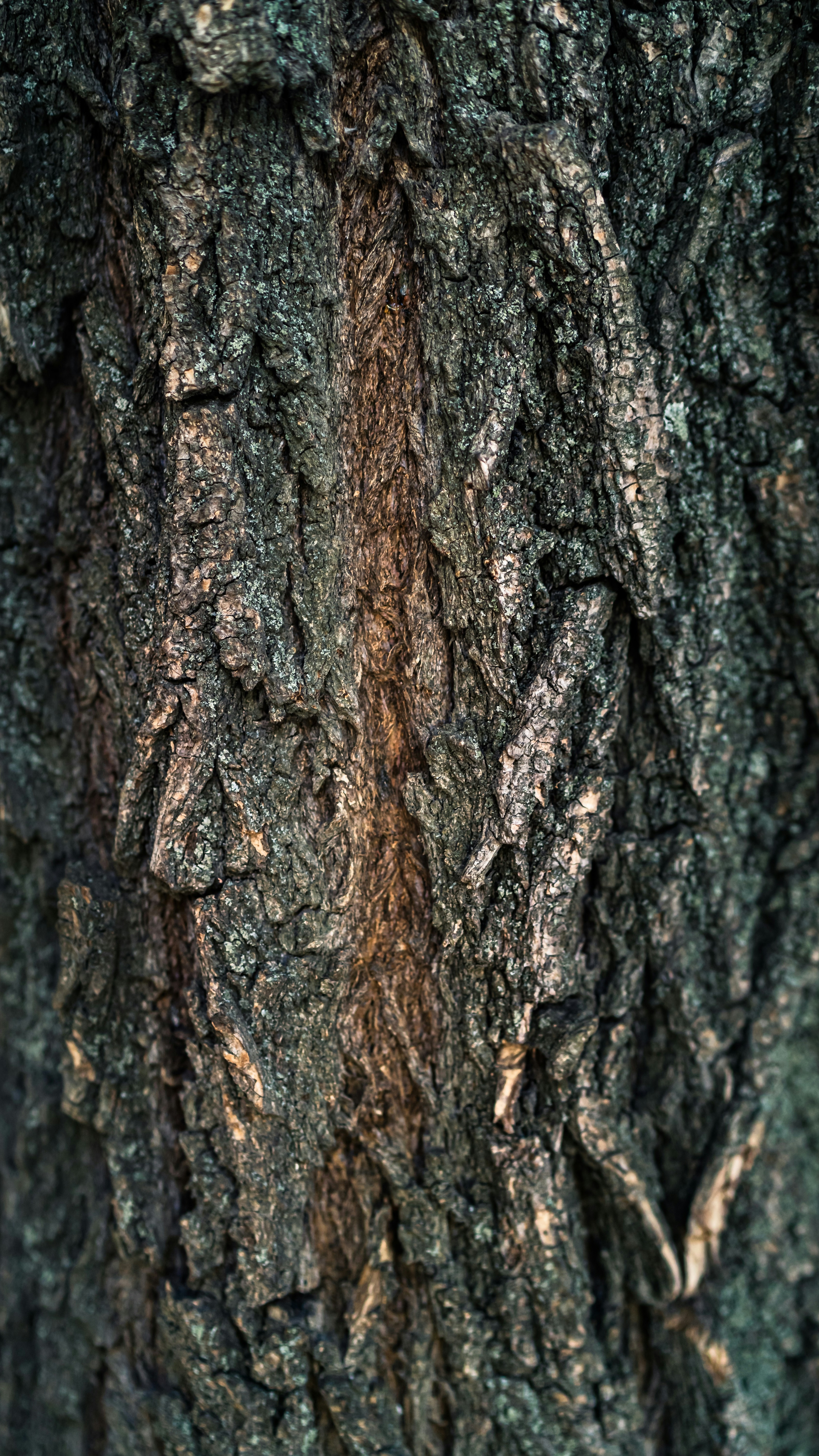 Close Up of Tree Bark