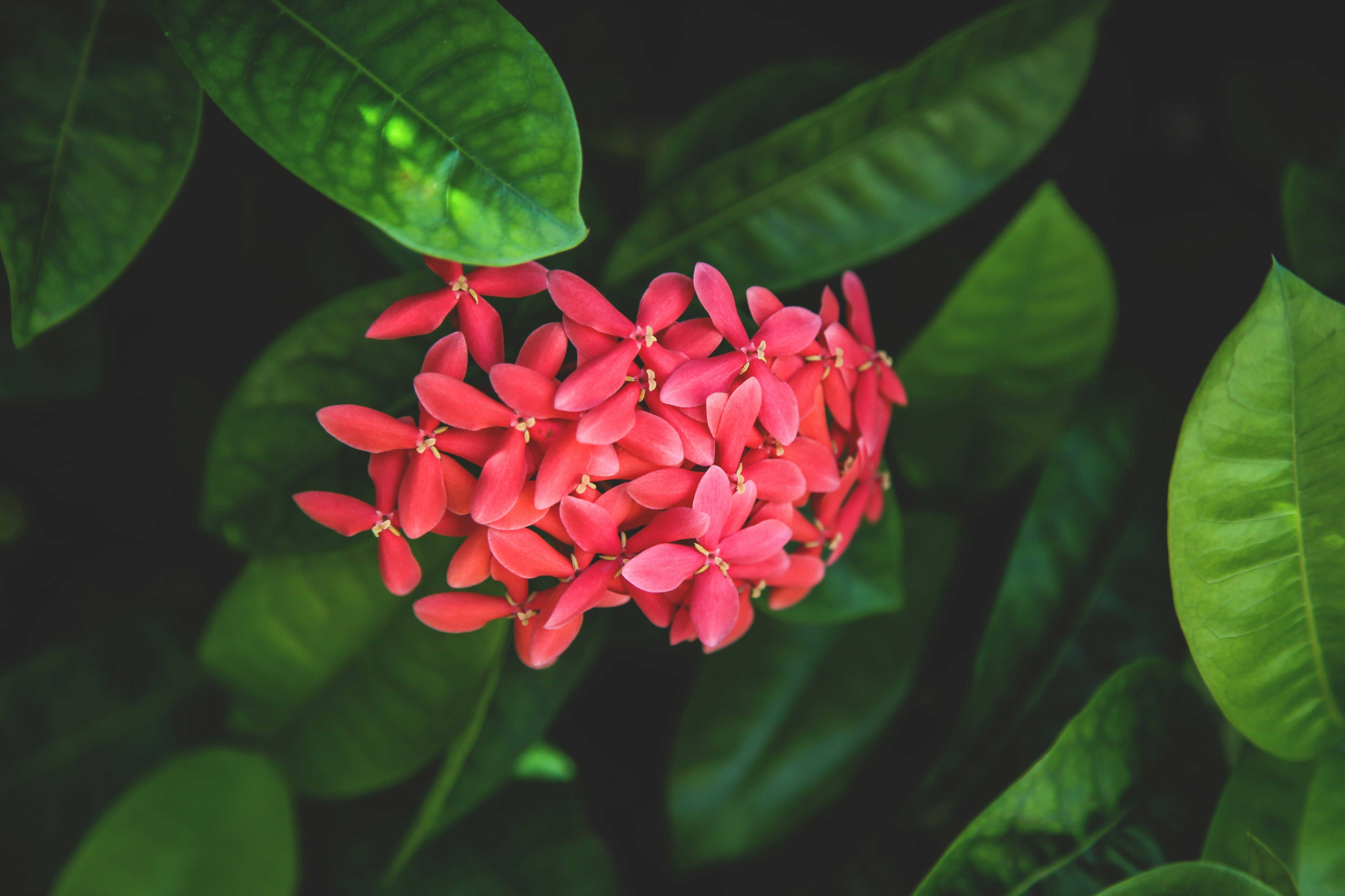 Red Ixora Flower Cluster