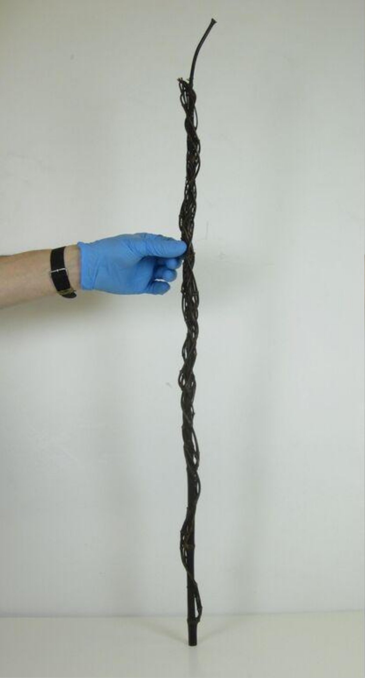 Blue-gloved Hand Holding Braided Vine Stick