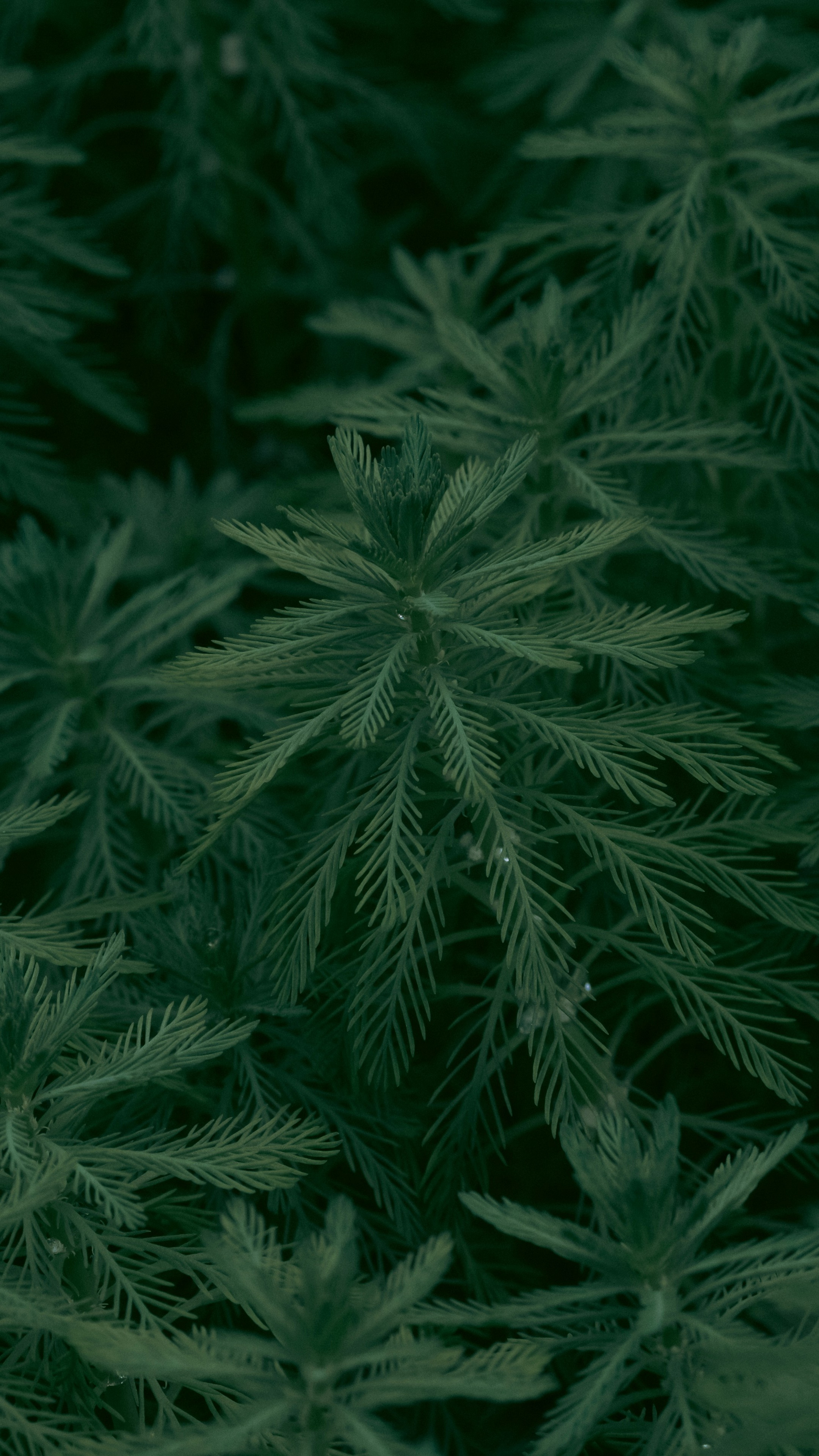 Forest & Flora