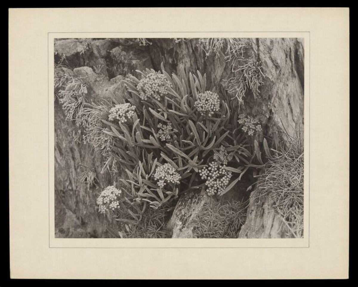 Wild Flowering Plant on Rocky Cliff