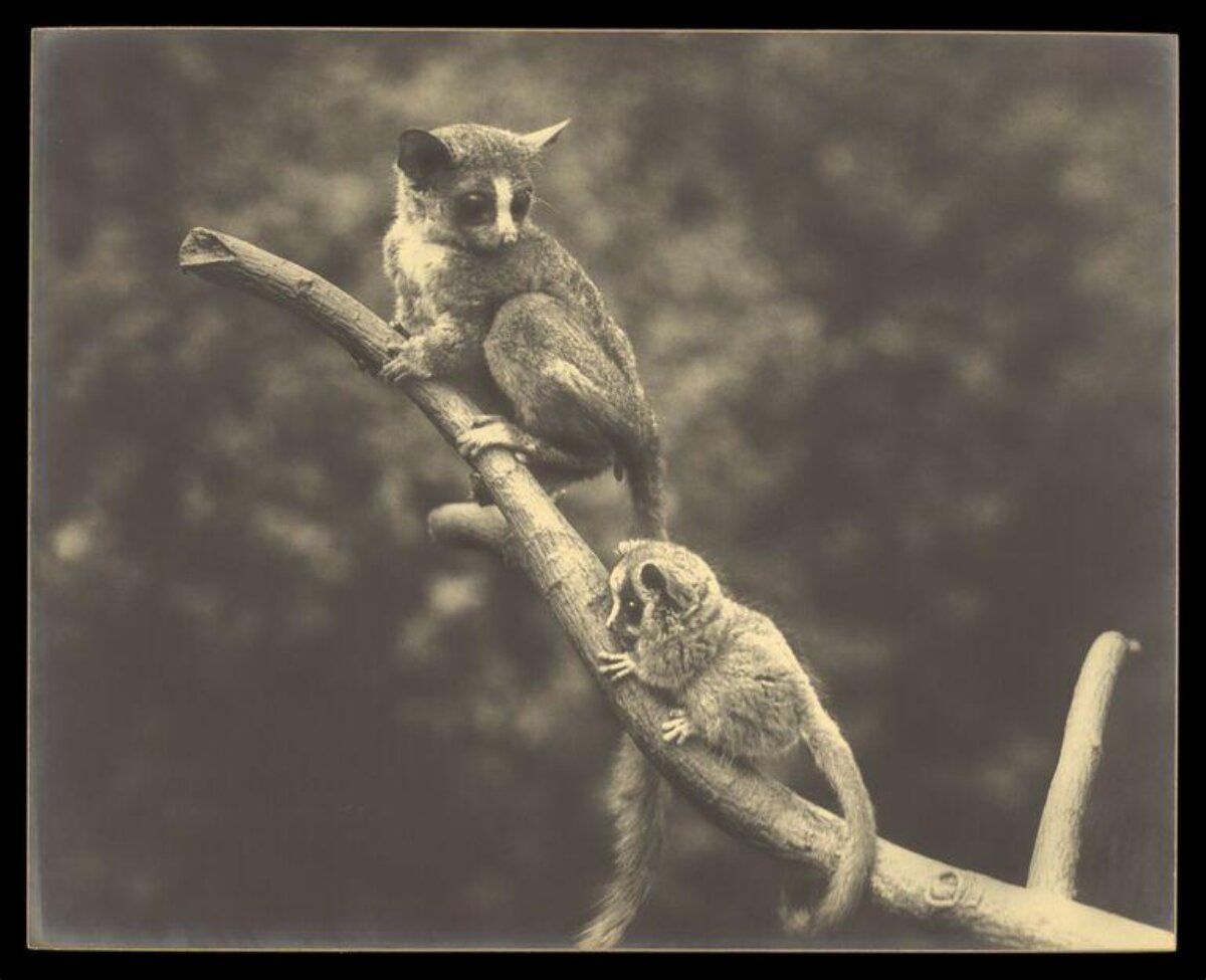 Two Bush Babies on Tree Branch