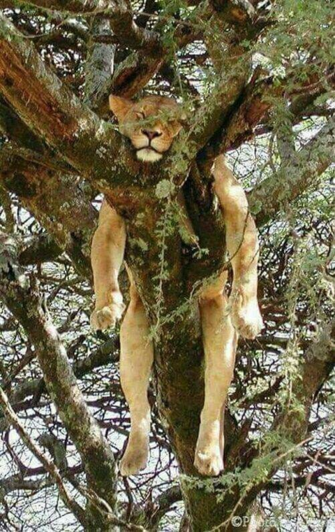Lion Sleeping In A Tree