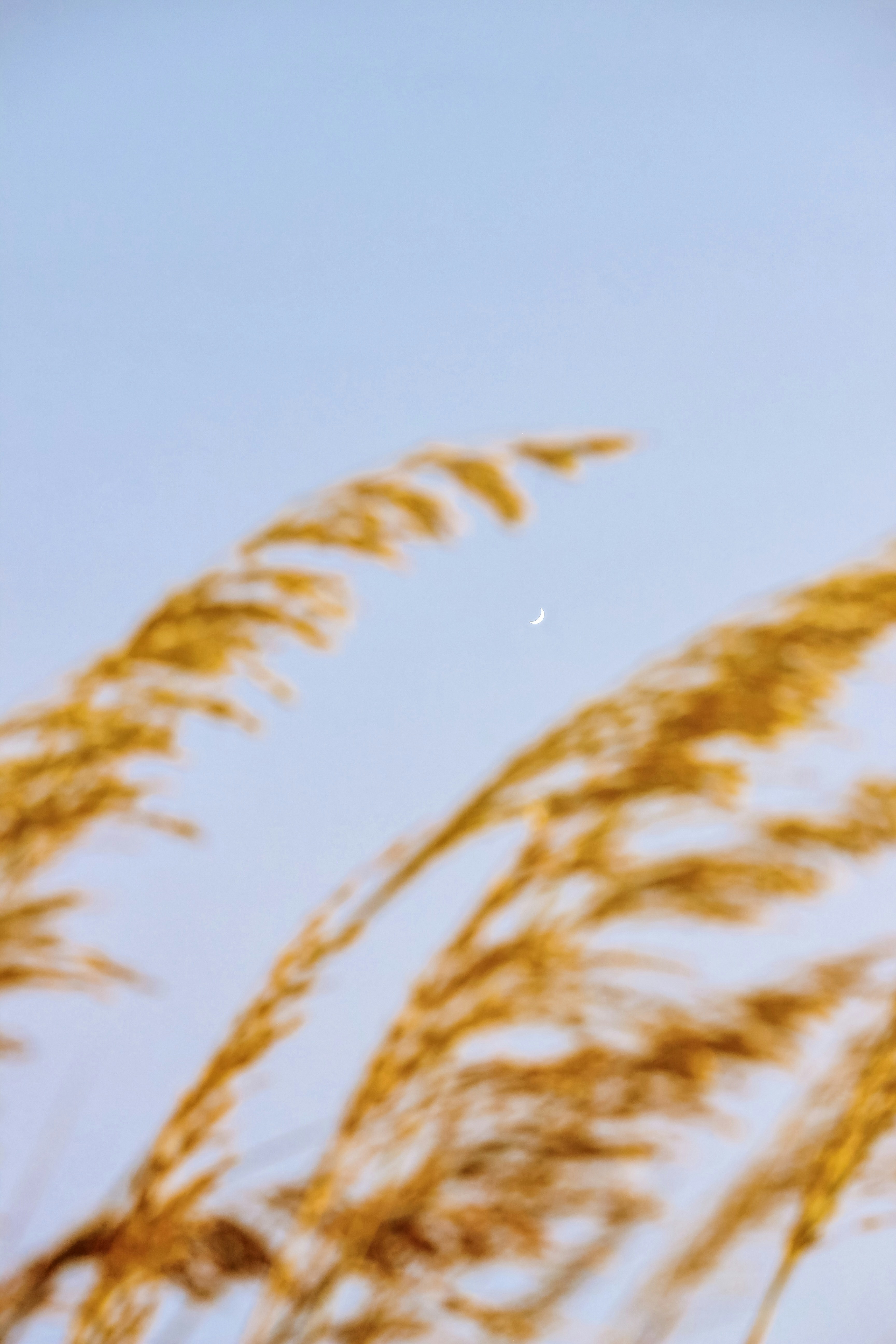 Golden Reeds and Crescent Moon