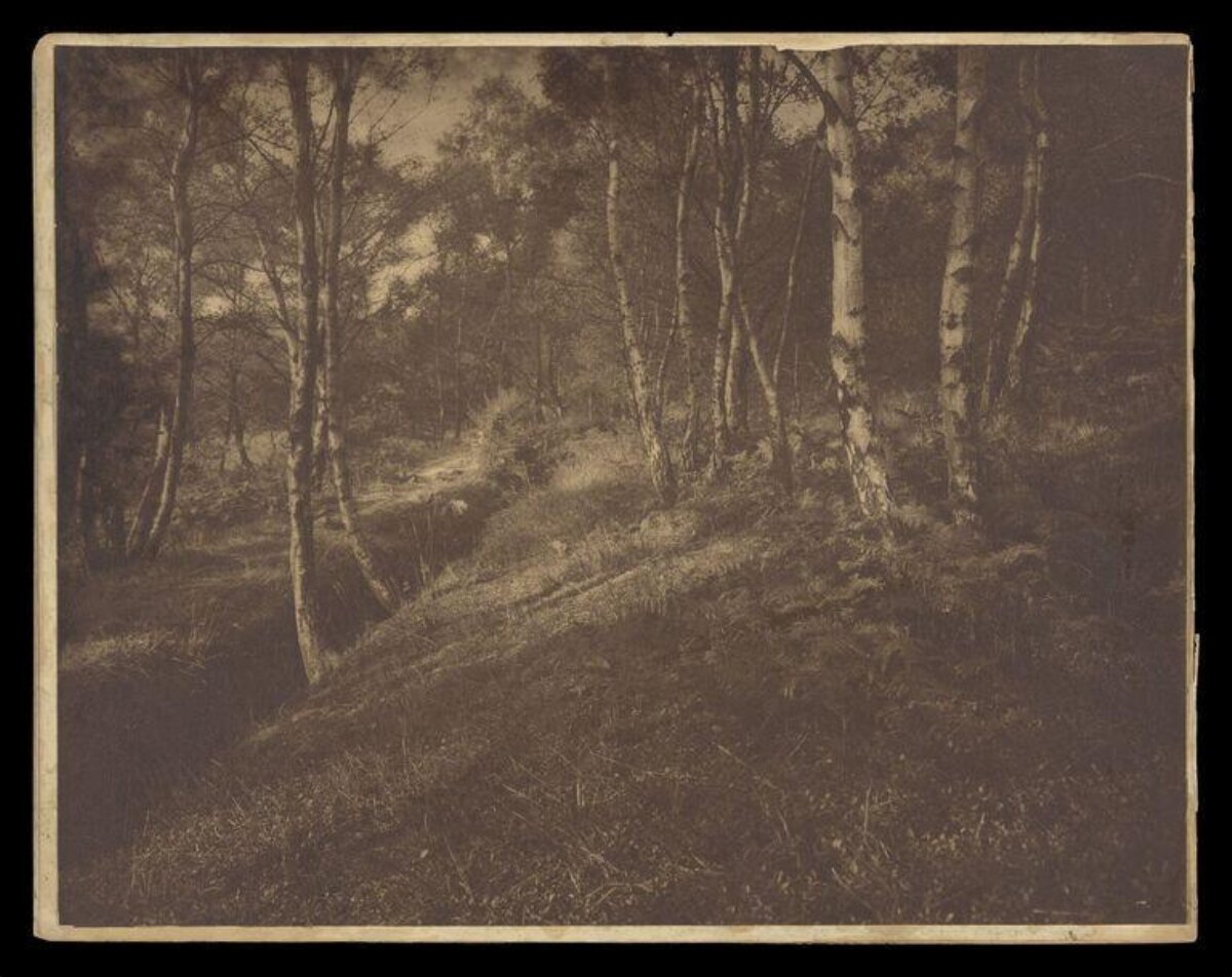 Vintage Birch Forest Landscape