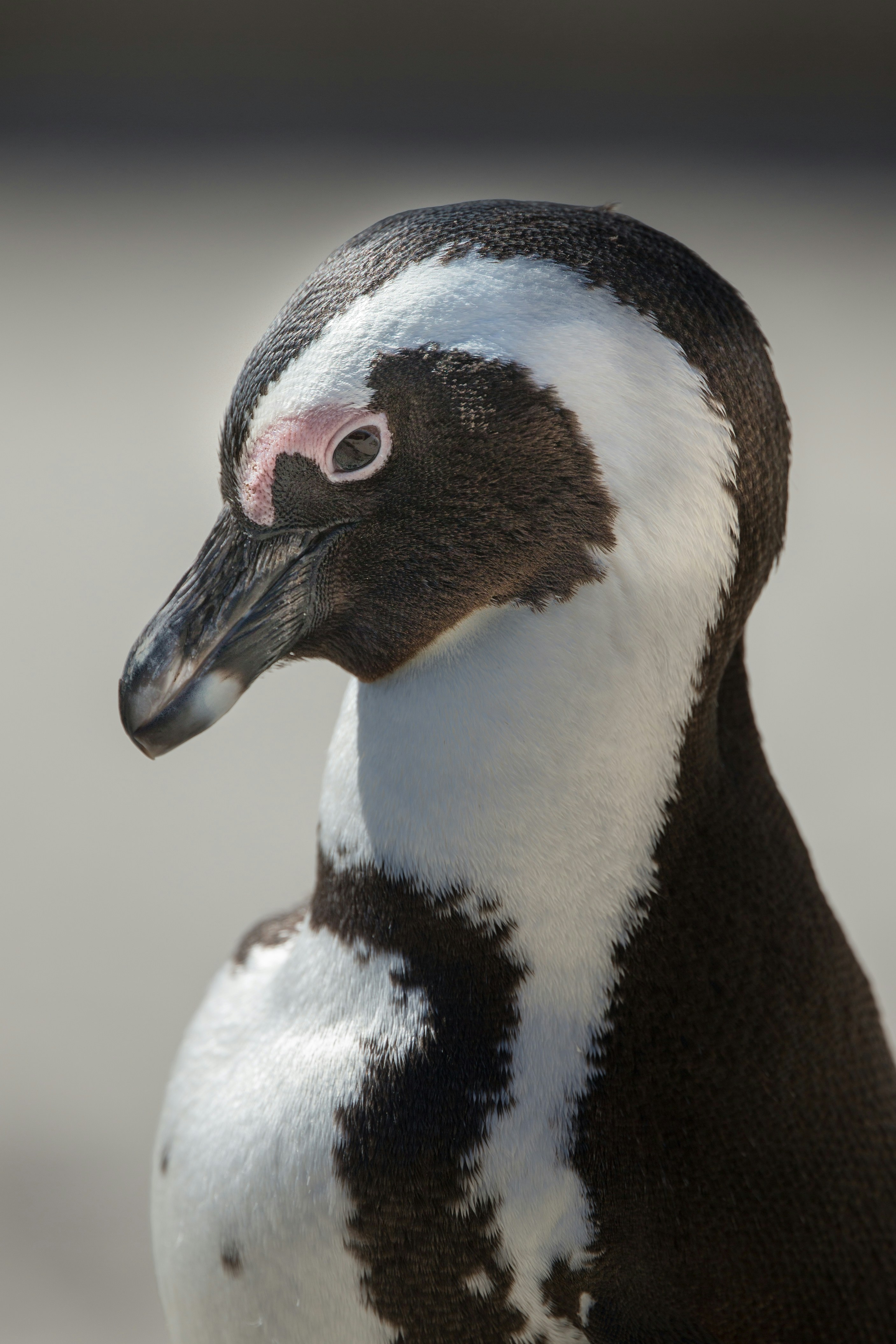 Close-up Portrait of African Penguin
