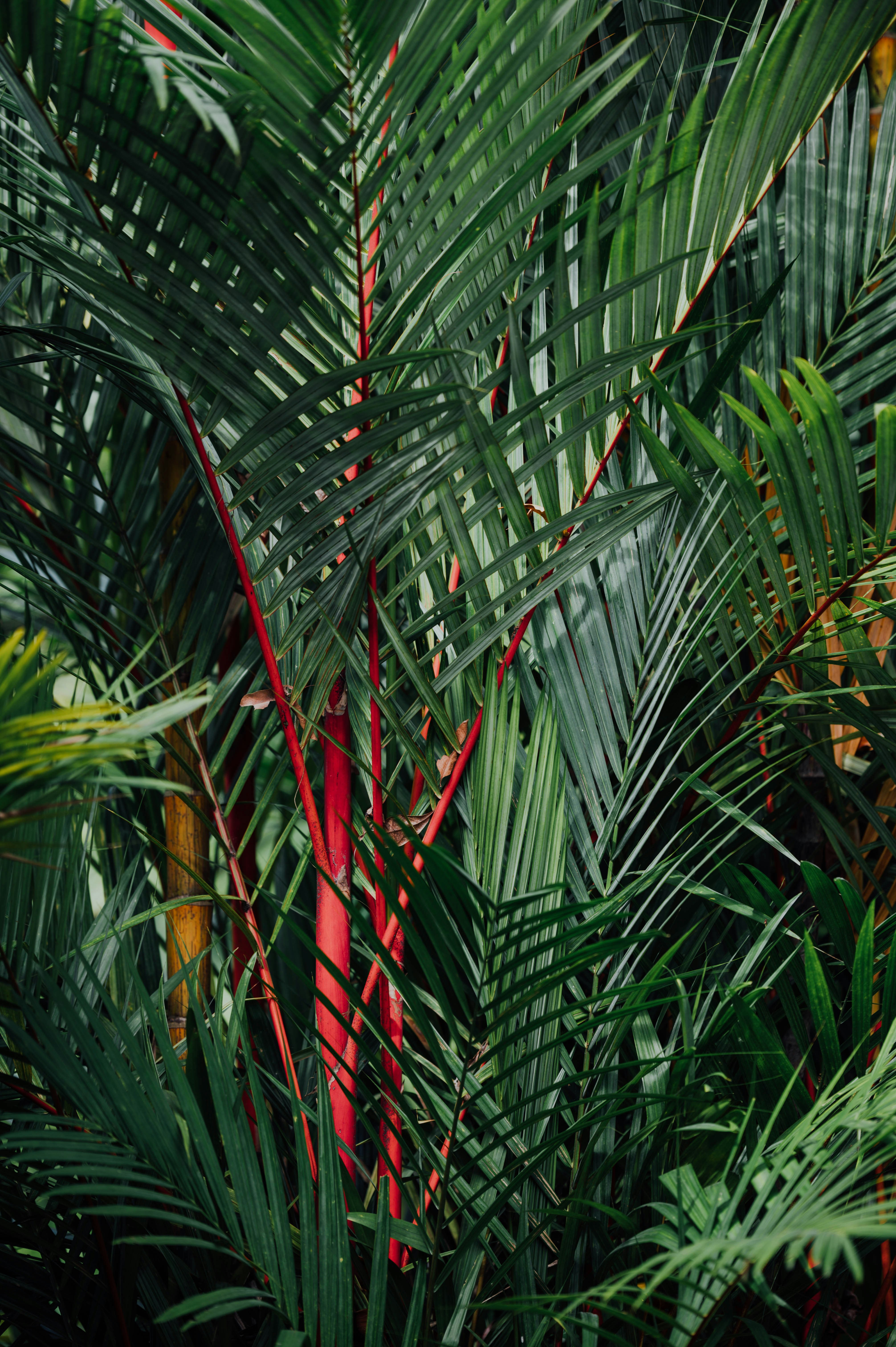 Red-stemmed Tropical Palm Foliage