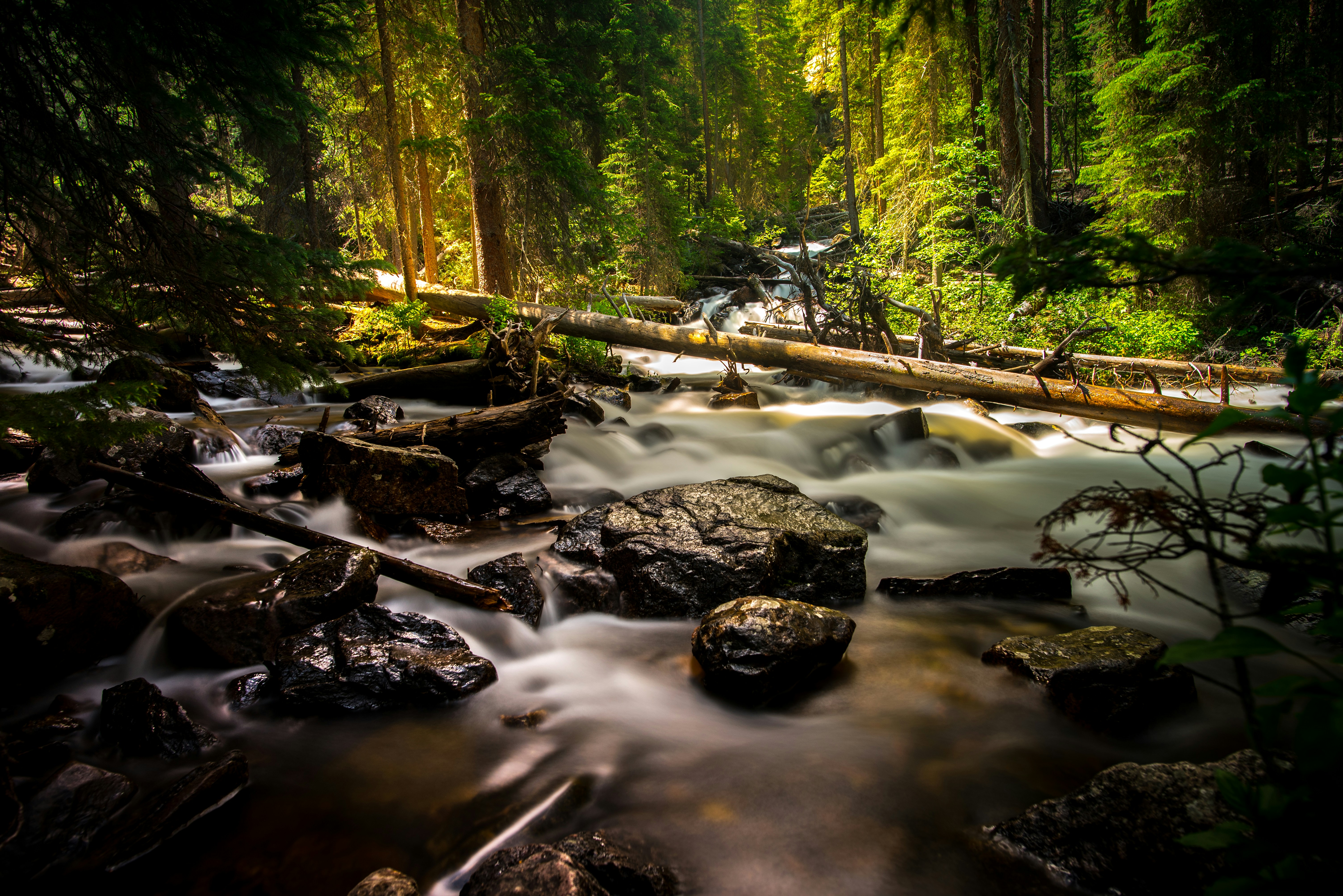 Sunlit Forest Stream