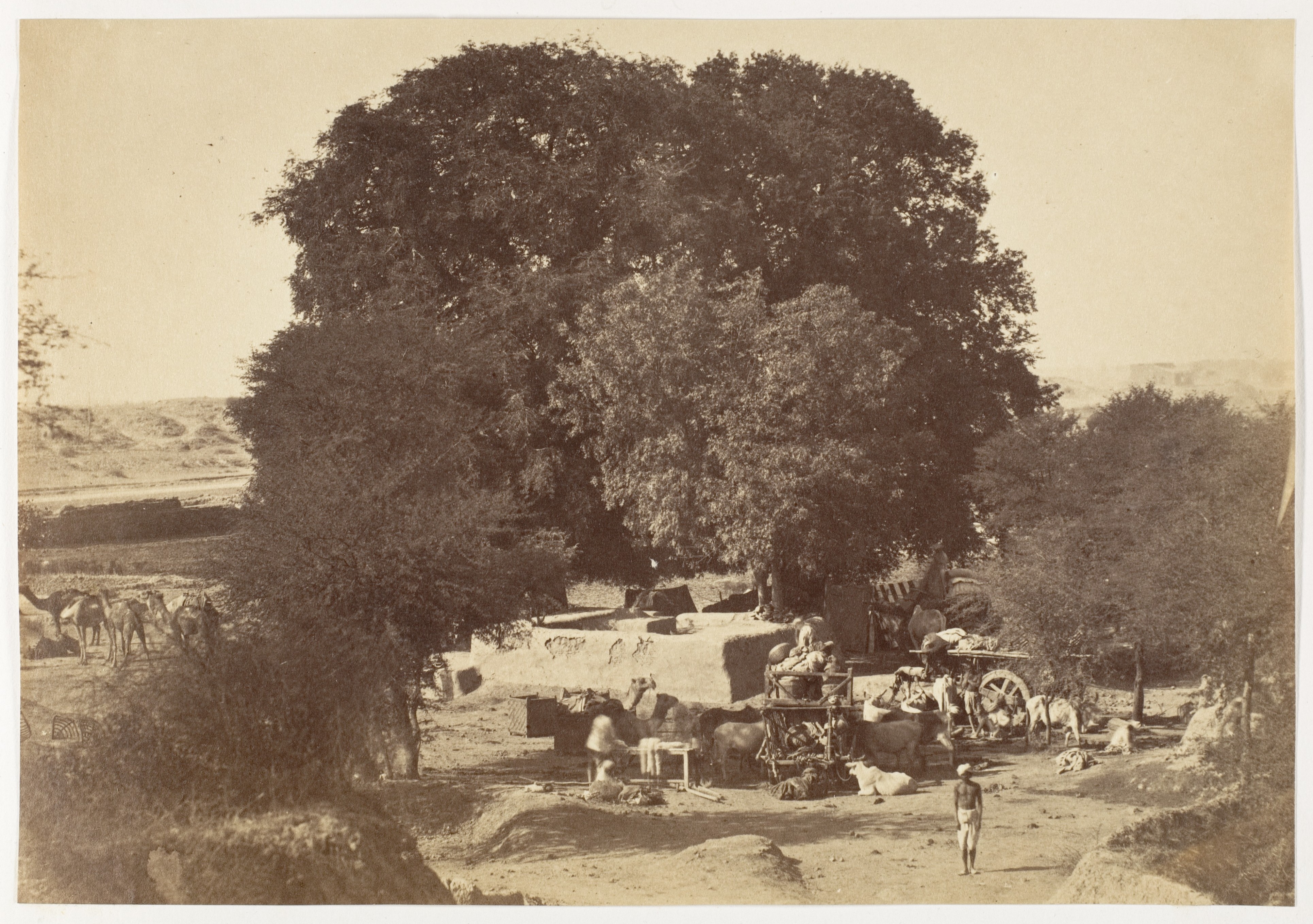 Caravan Encampment Under Banyan Tree