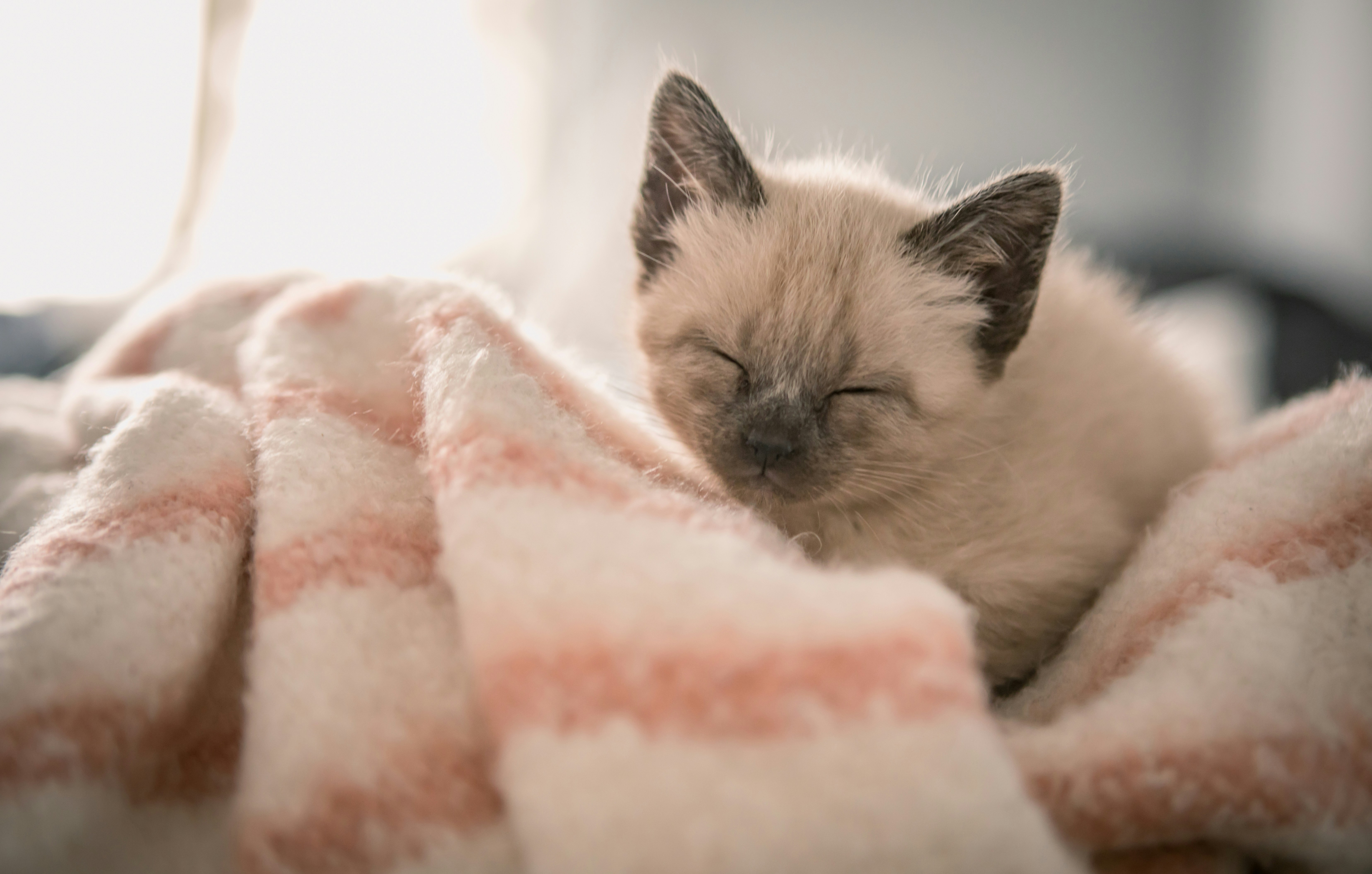Sleeping Siamese Kitten On Blanket