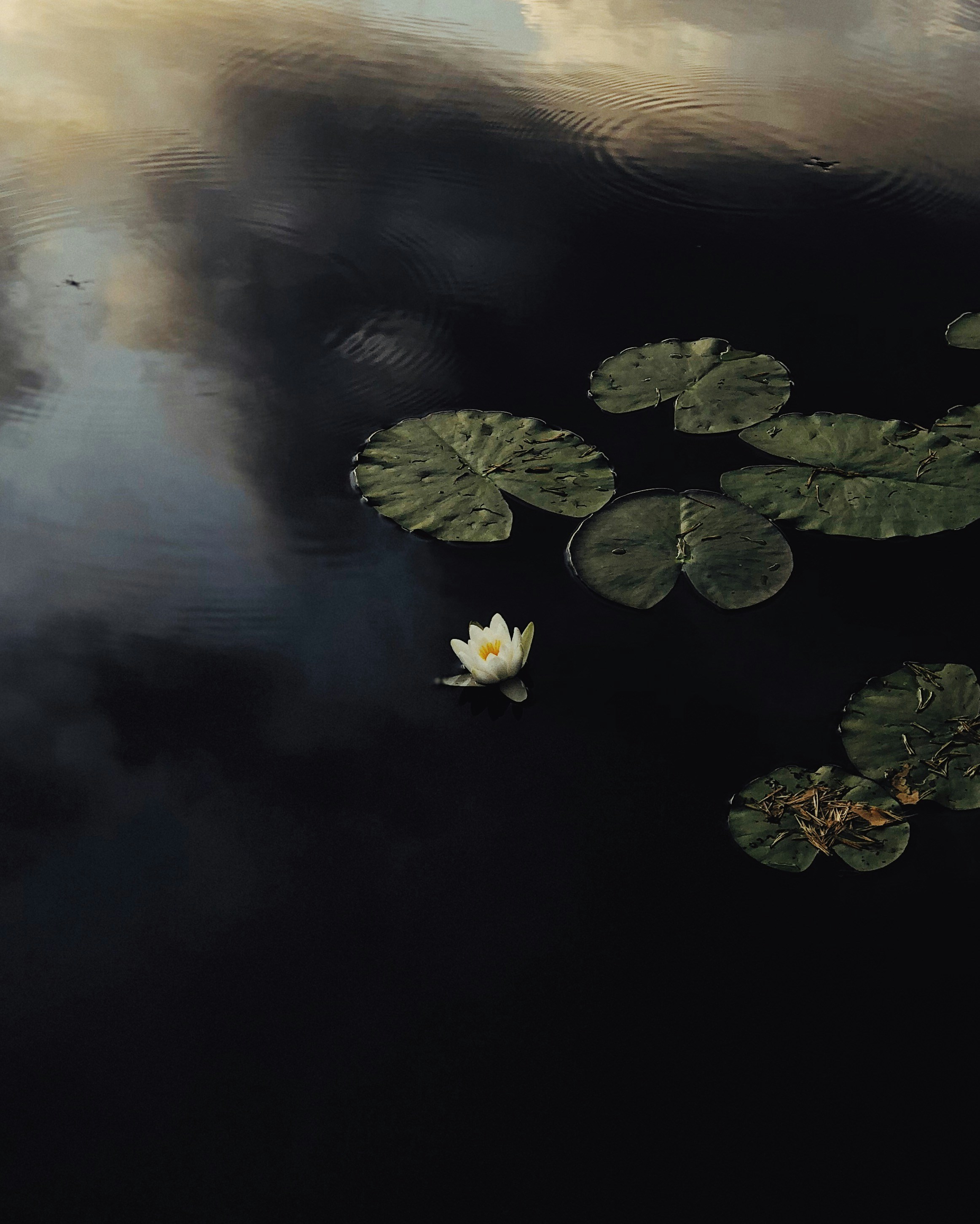 White Water Lily on Dark Water