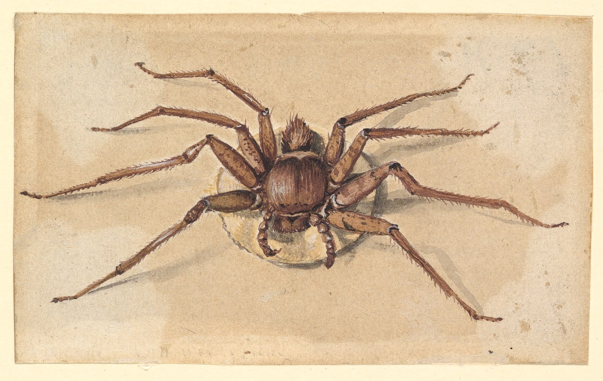 Watercolor Painting of a Brown Spider