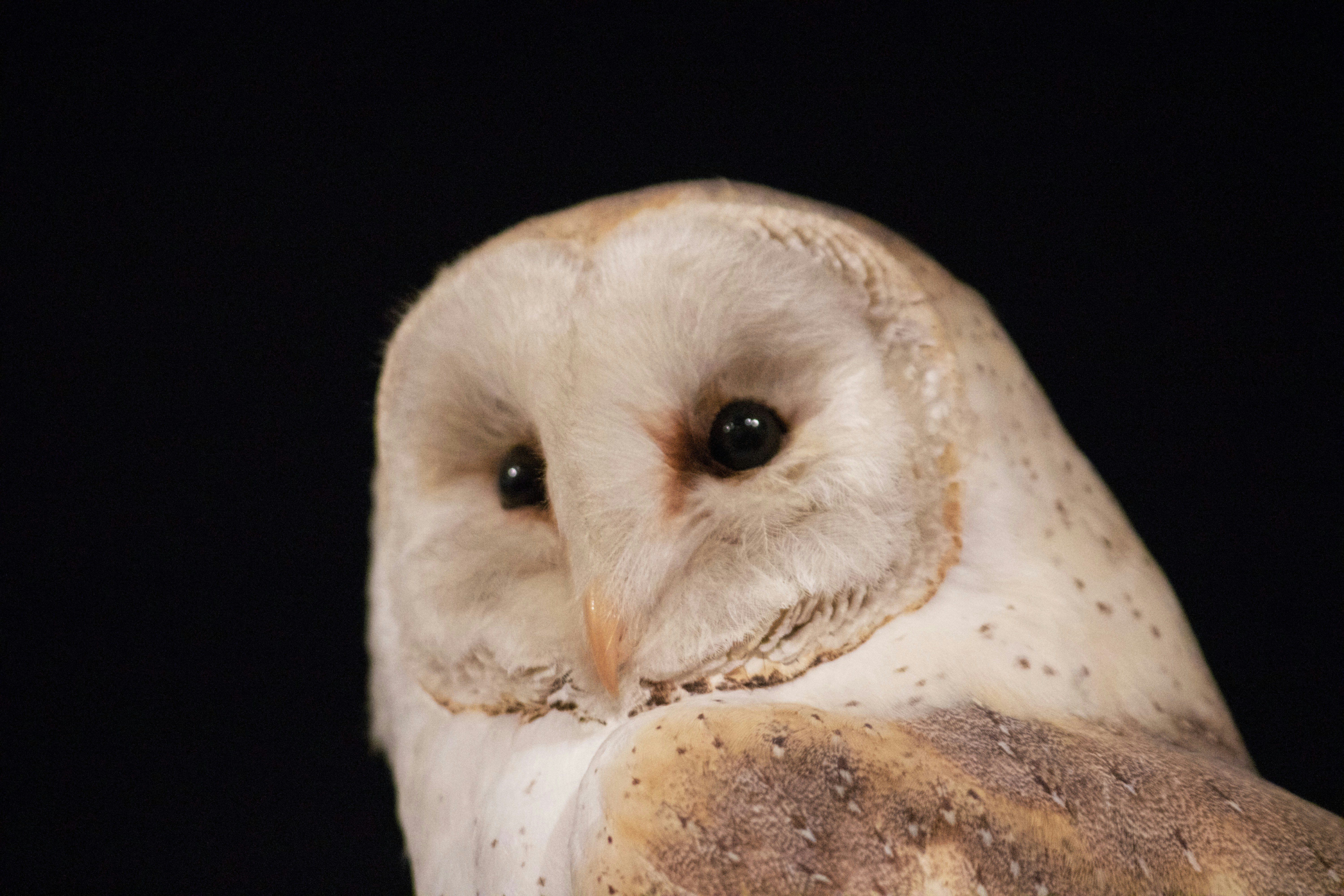 Close-up of a Barn Owl