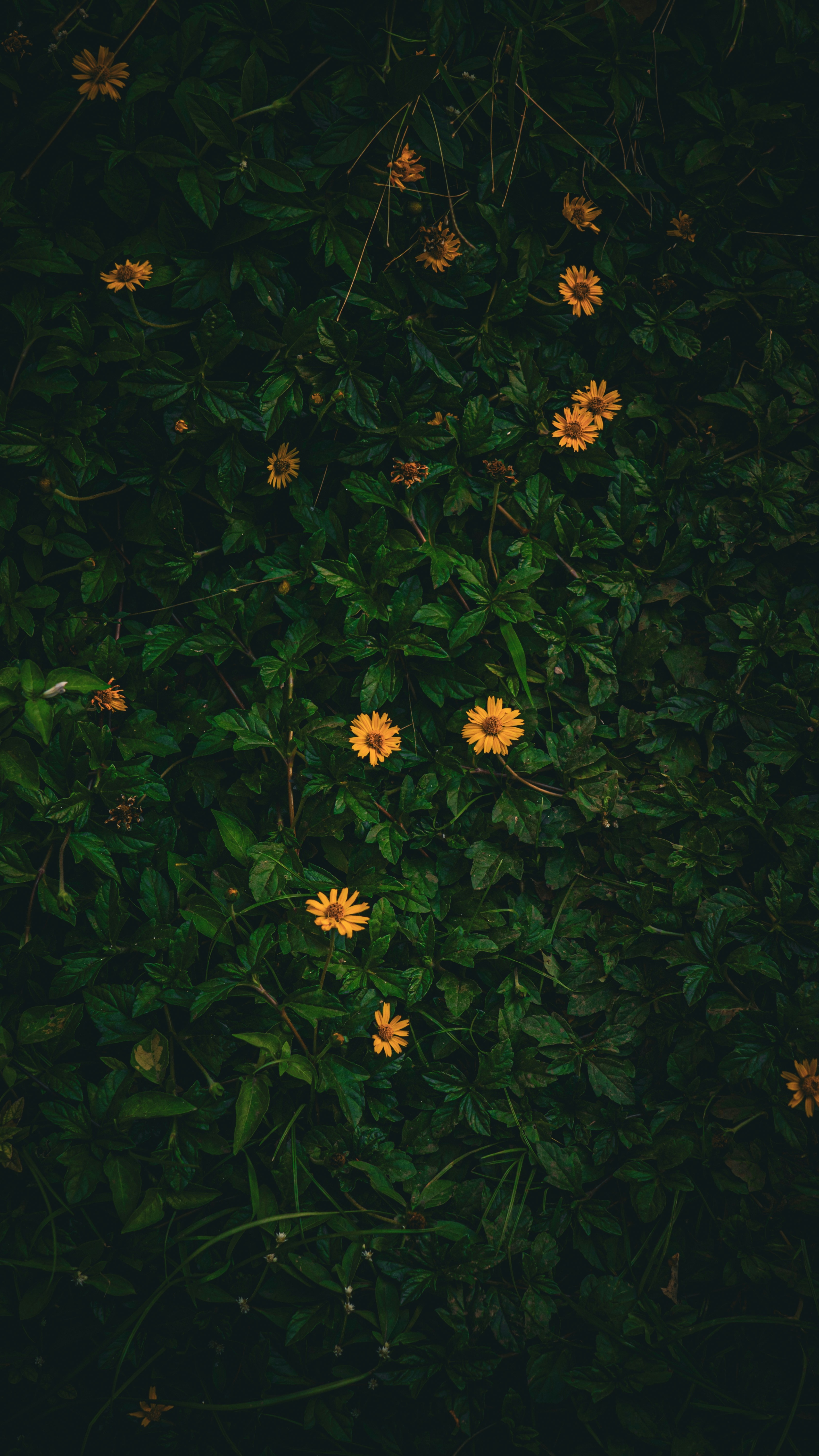 Wallpapers