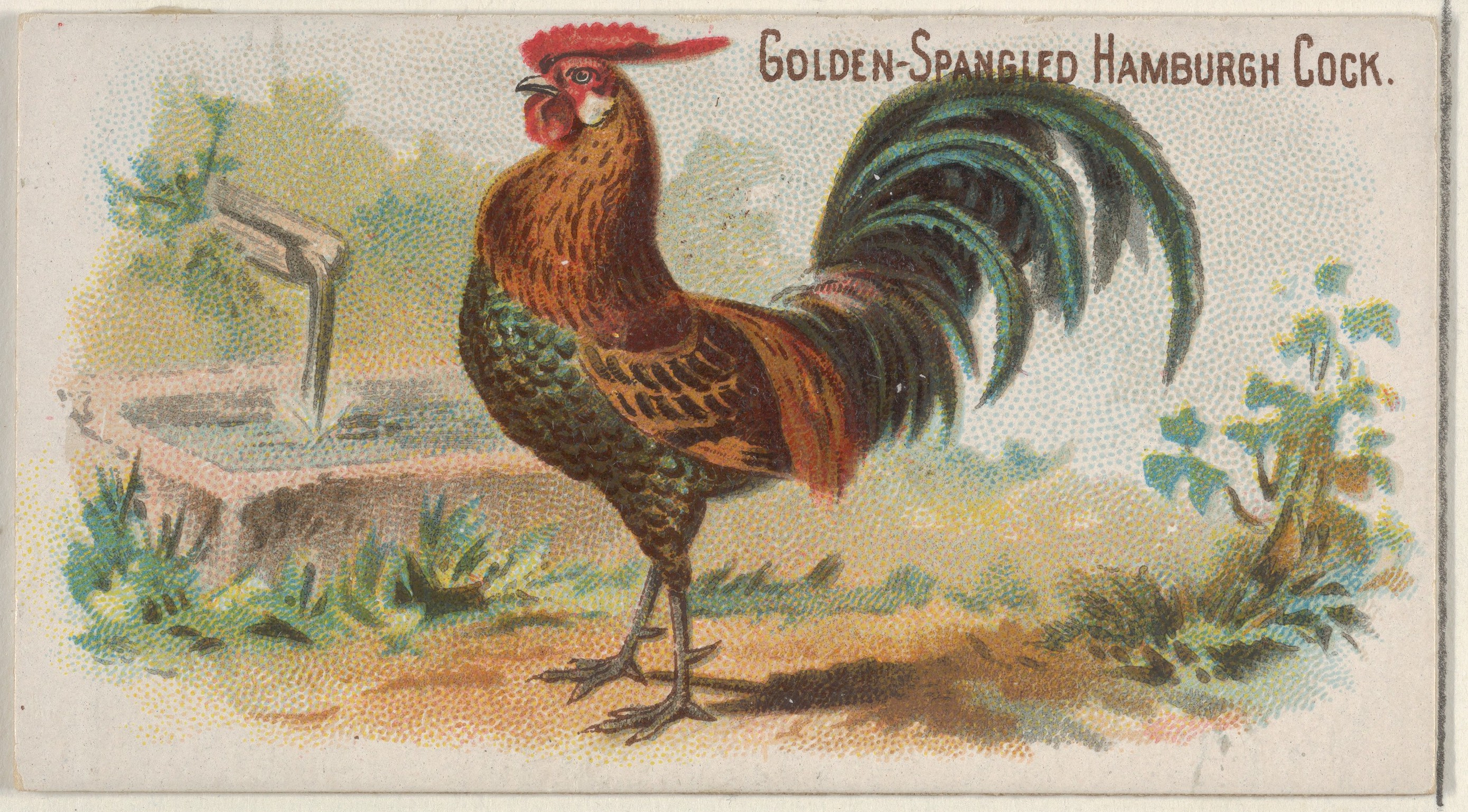 Golden-Spangled Hamburgh Cock Illustration