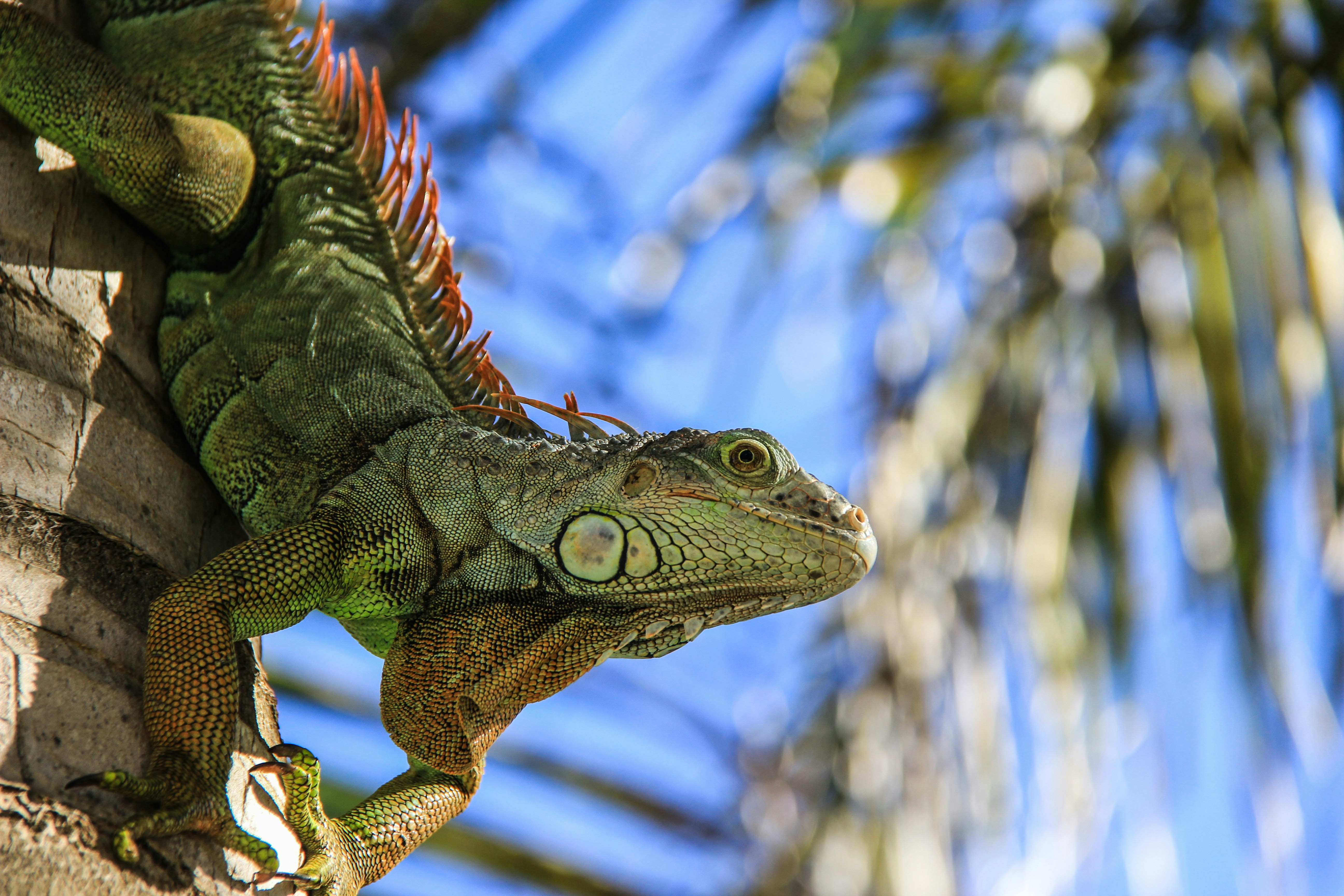 Green Iguana Climbing Tree Trunk
