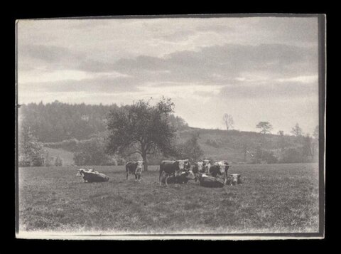 Cows Resting in Country Pasture