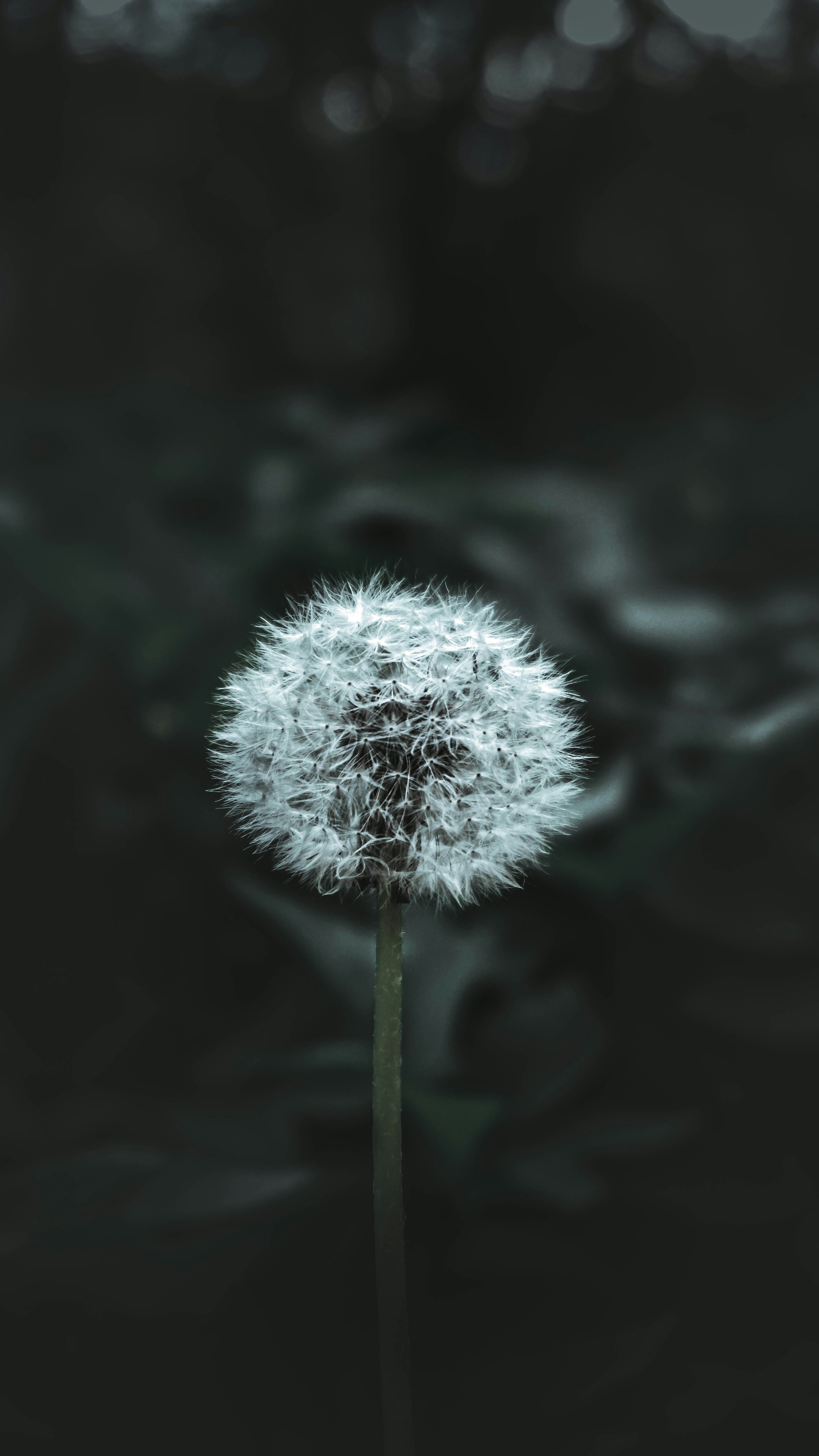 Single Dandelion Seed Puff
