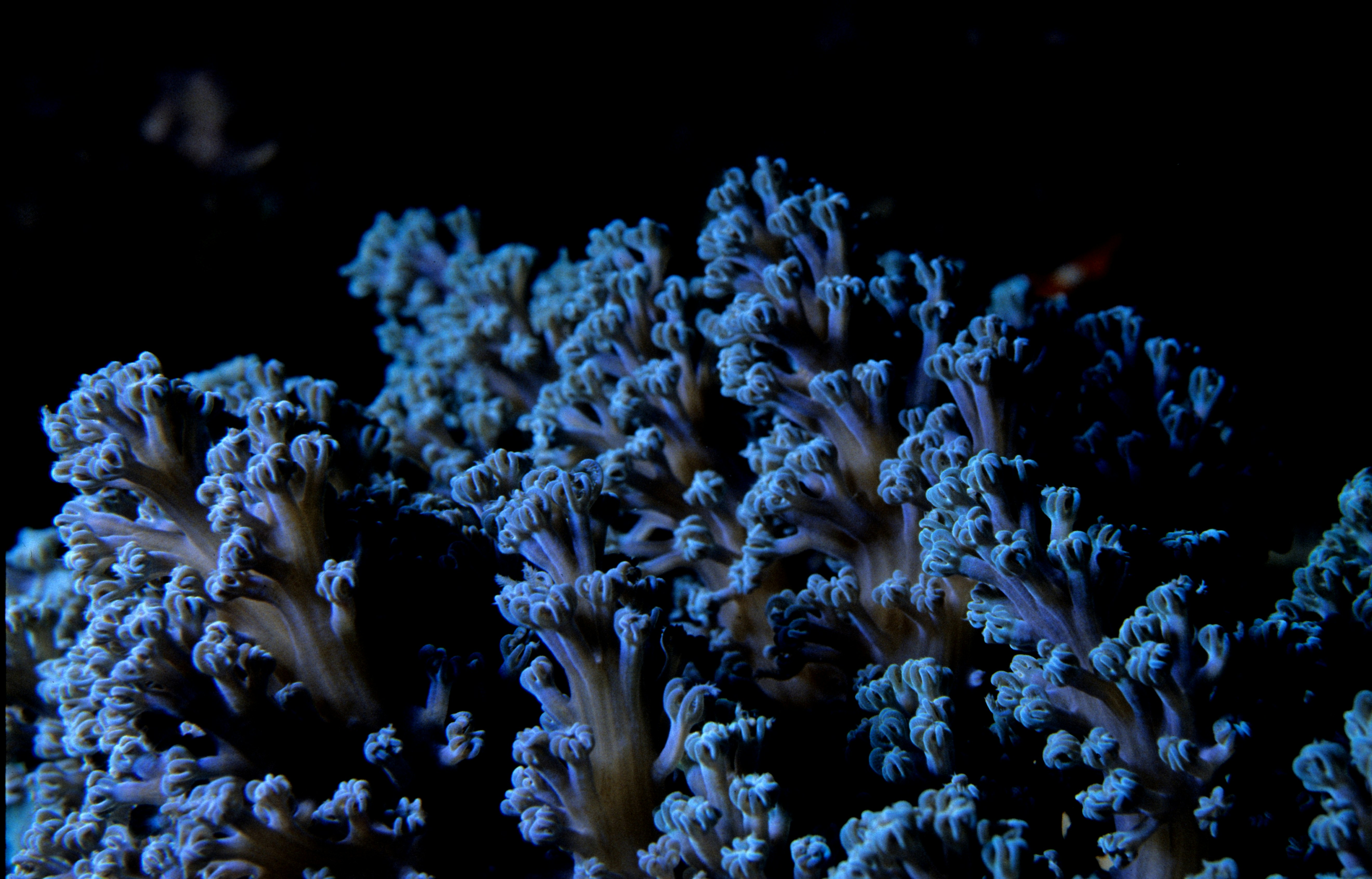 Blue Branching Coral Close Up
