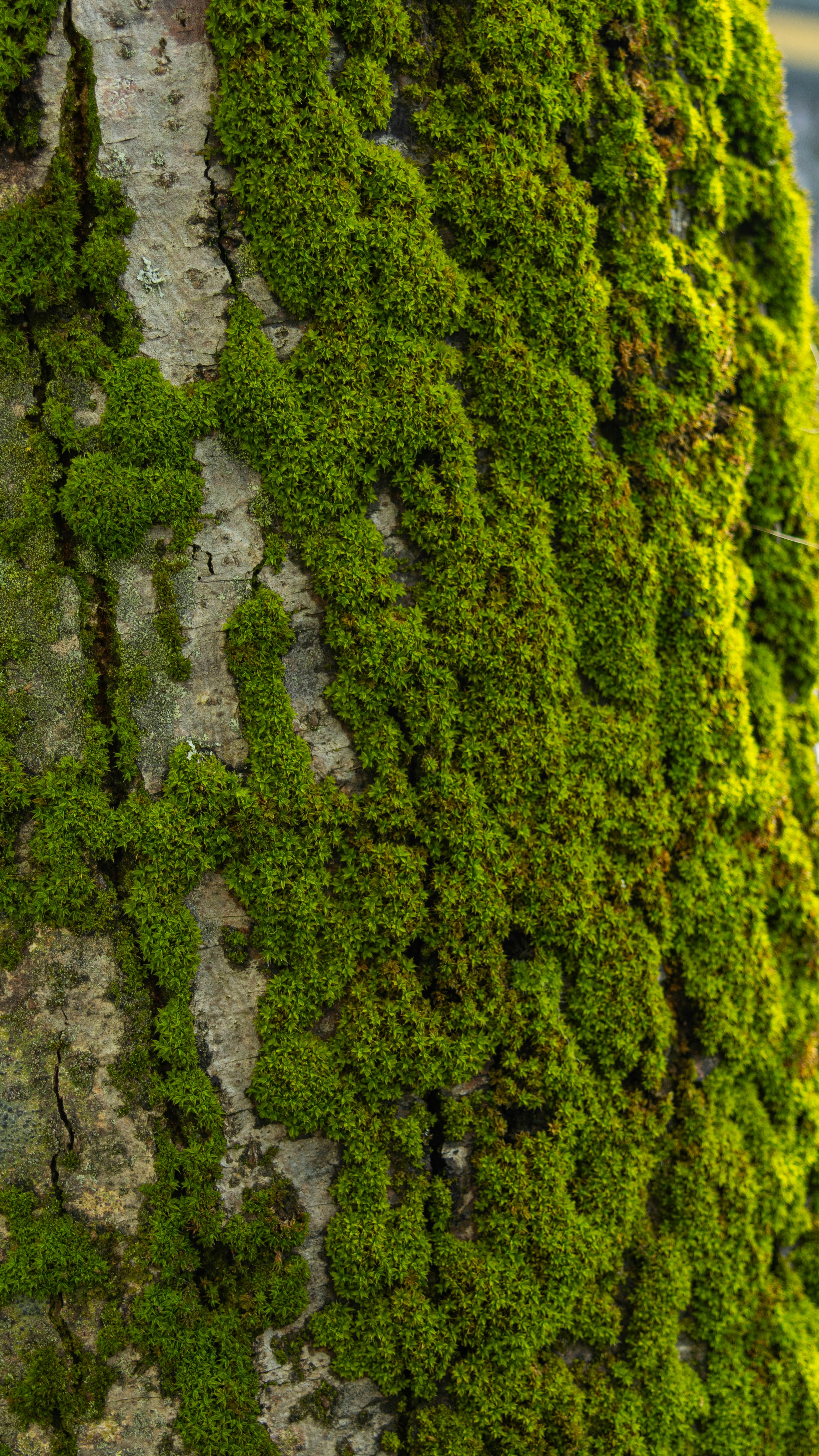 Moss Covered Tree Trunk