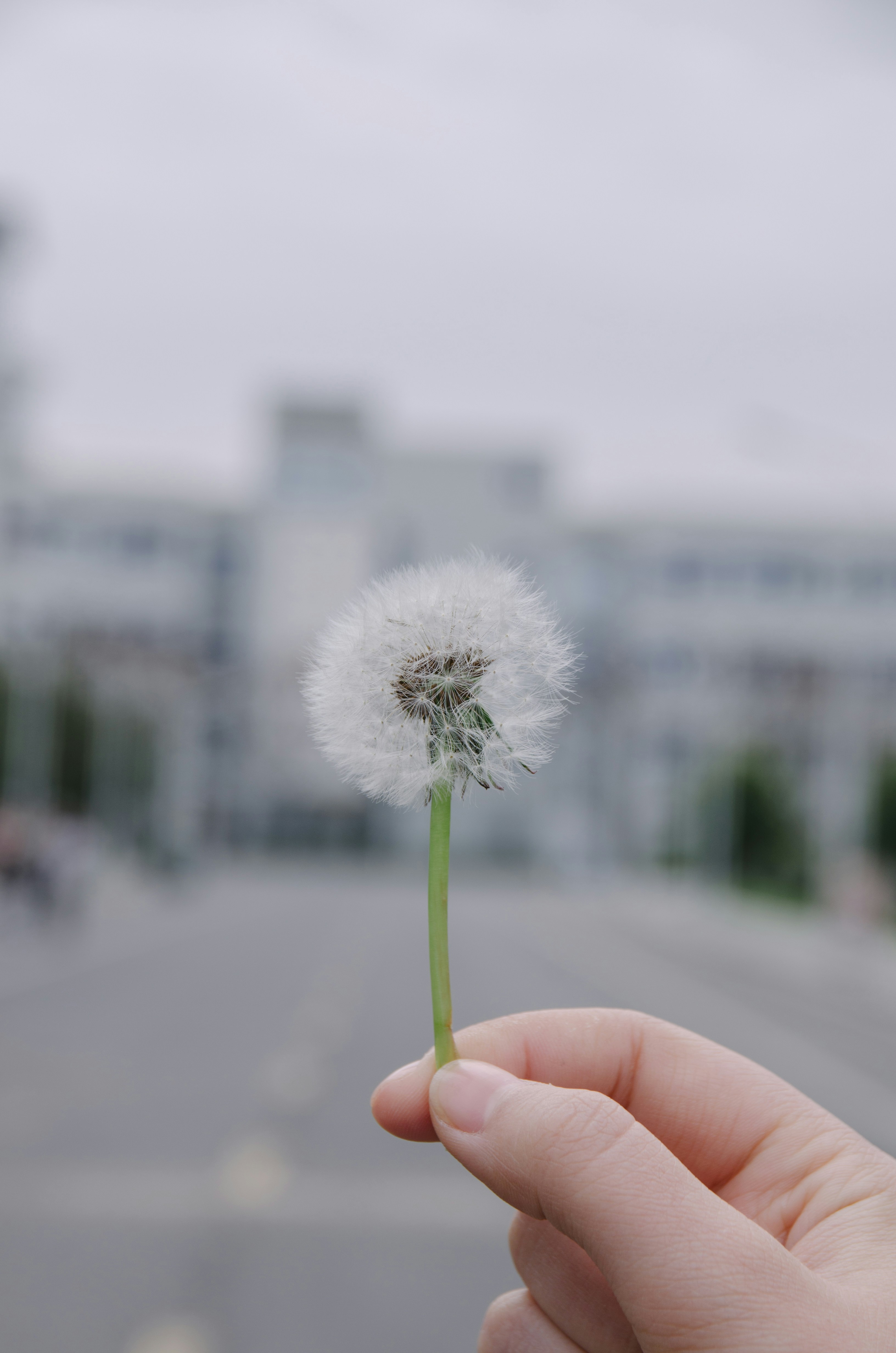 Hand Holding A Dandelion Puff