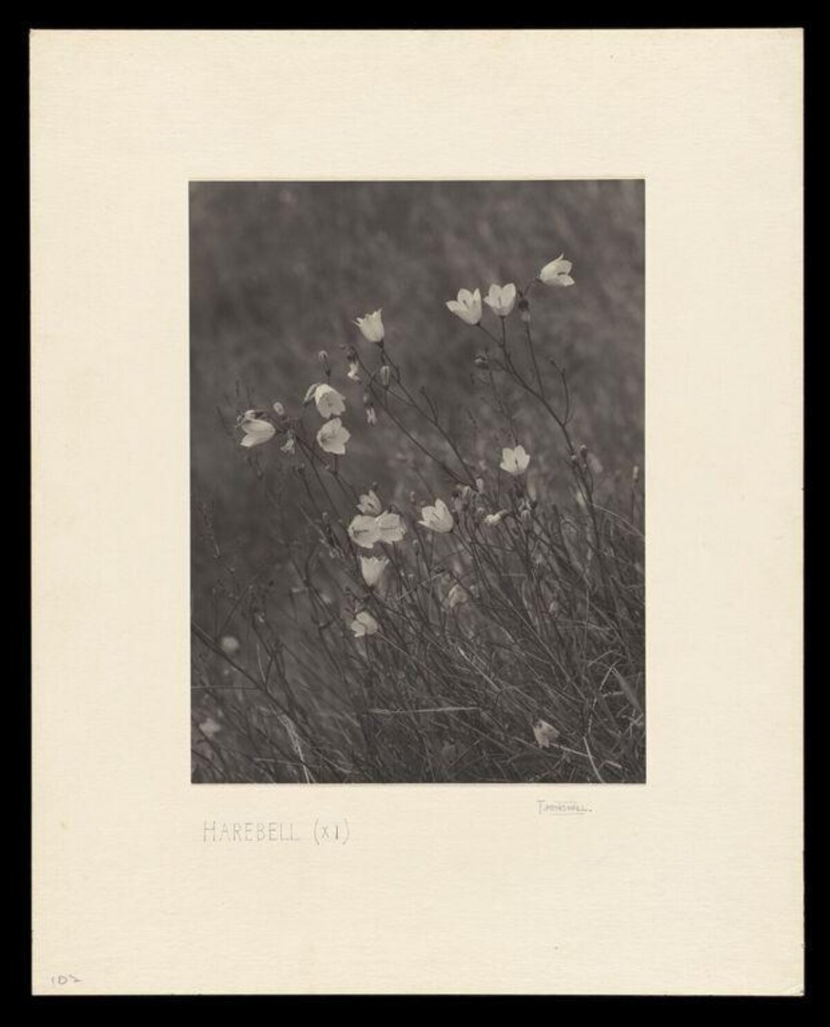 Vintage Harebell Photograph