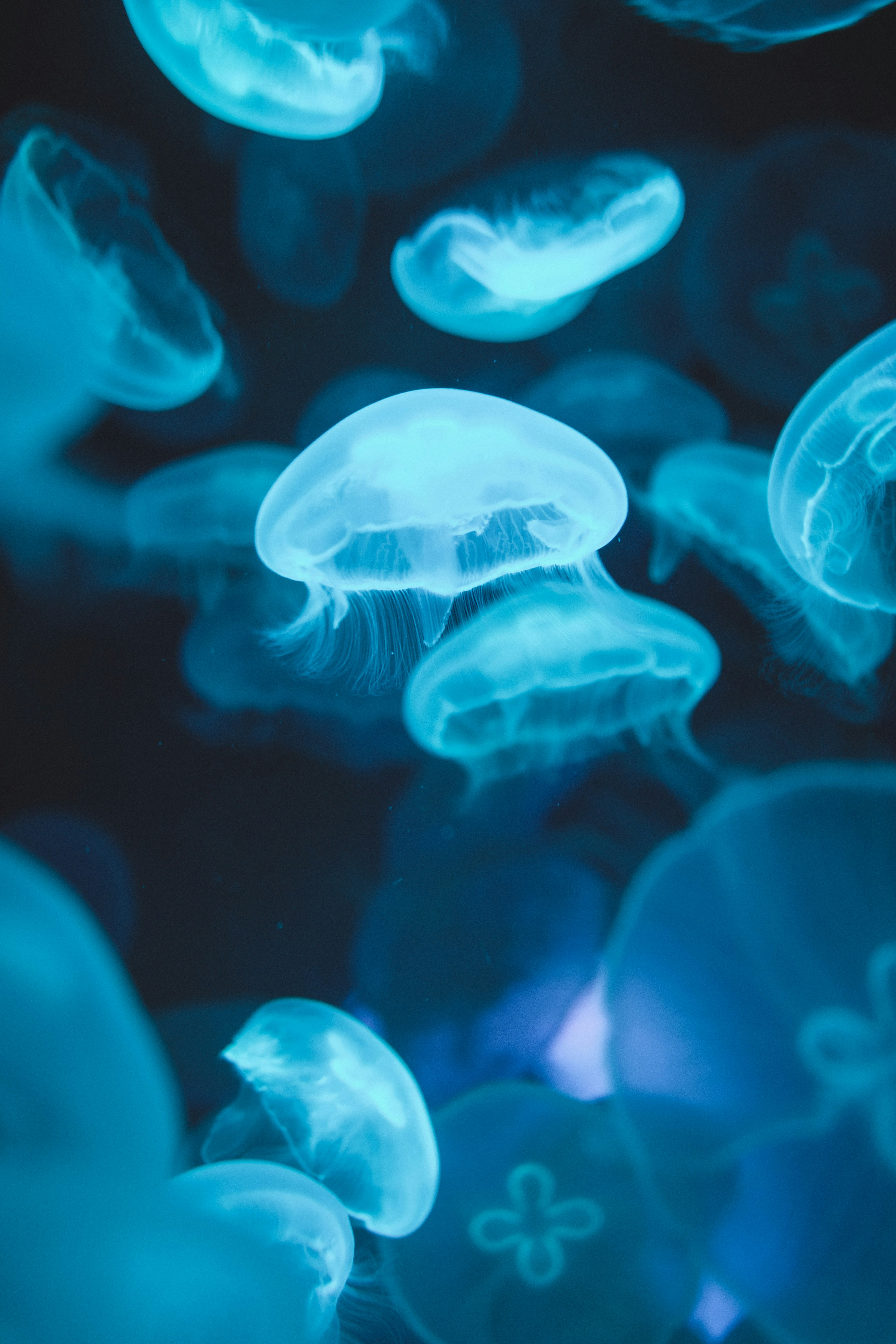 Group of Glowing Blue Jellyfish