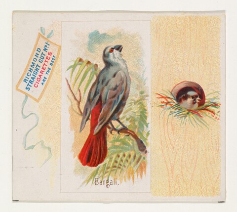 Vintage Cigarette Card of Bengali Bird
