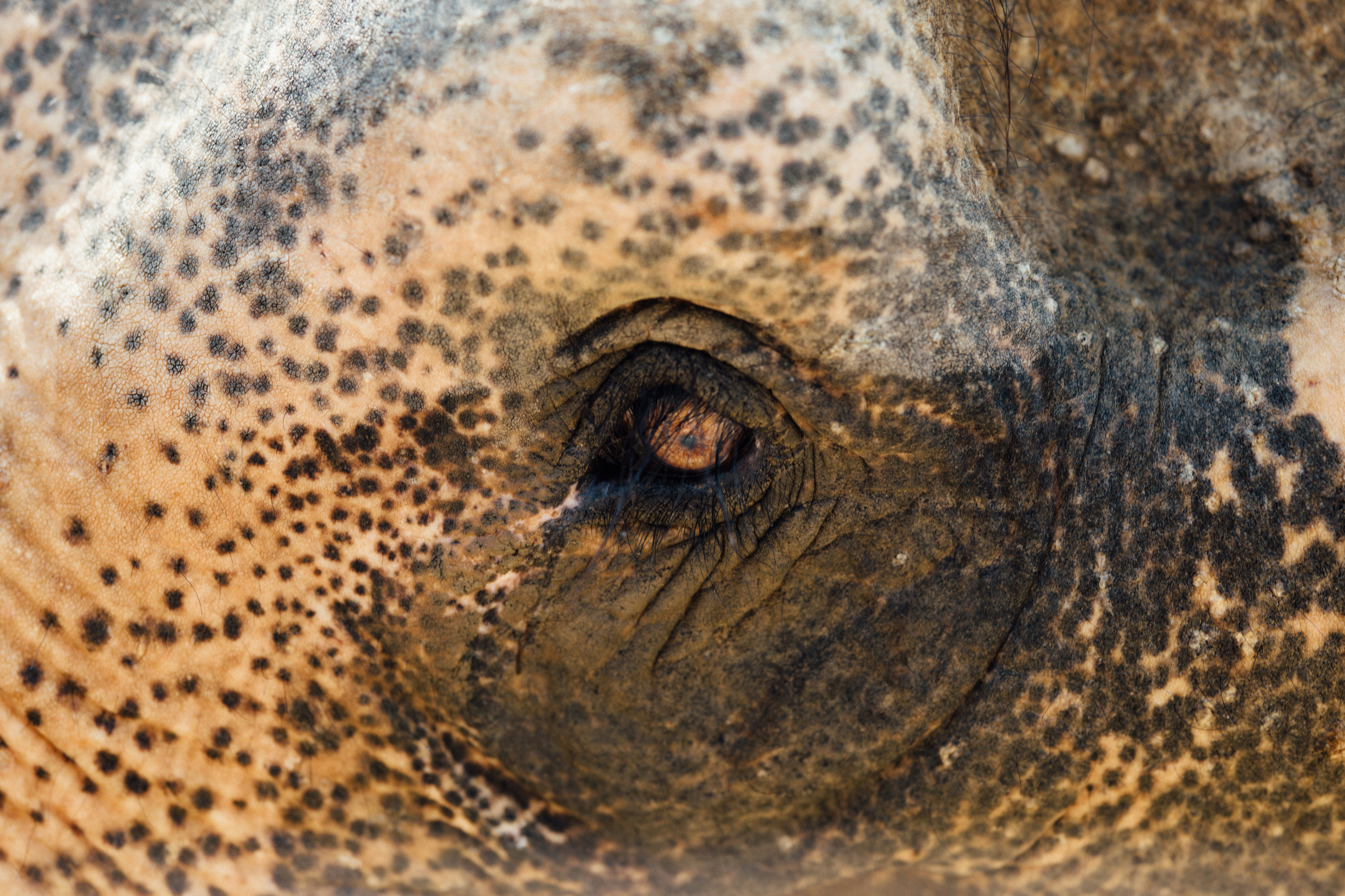 Close-up of an Elephant's Eye