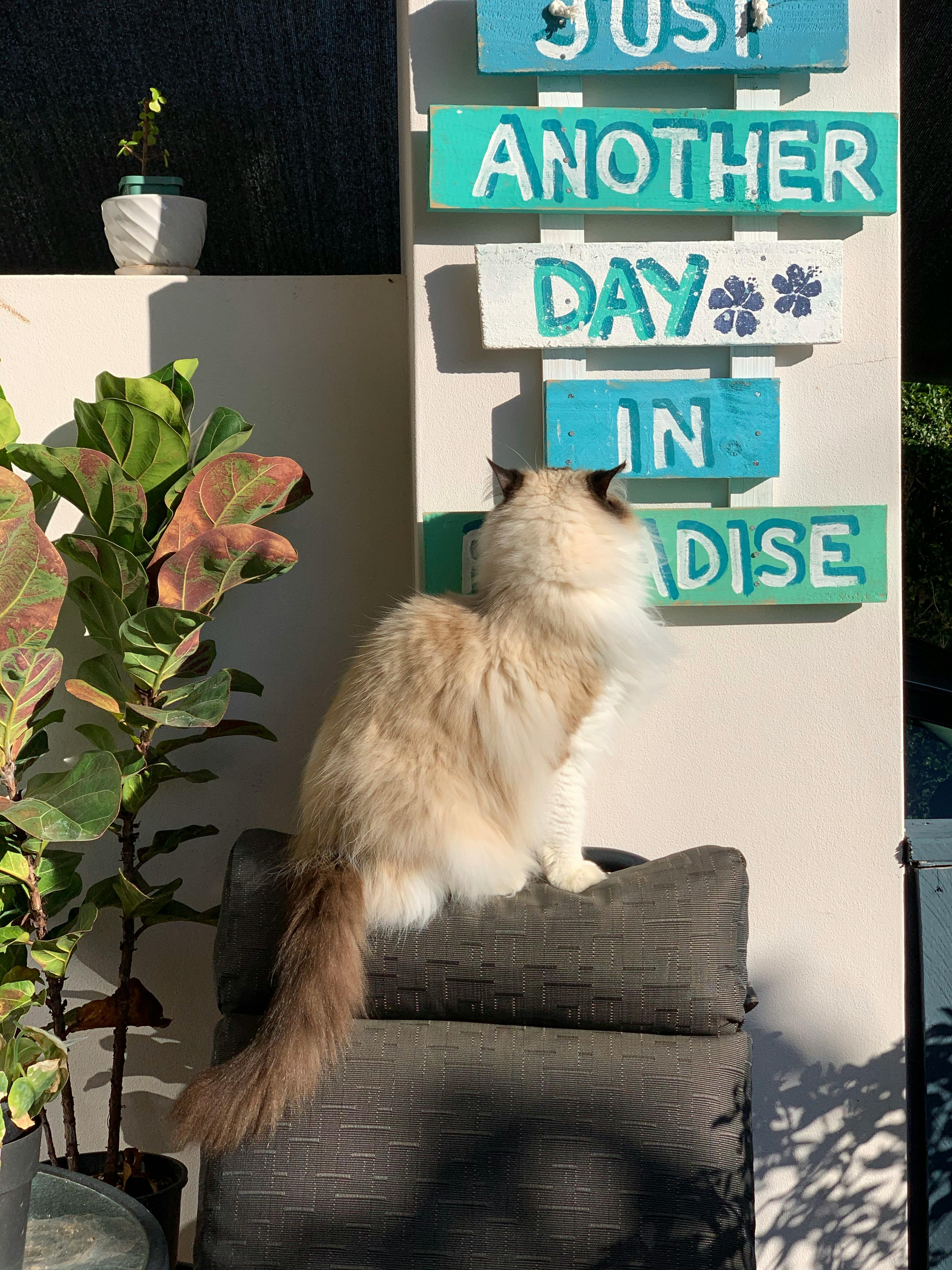 Fluffy Cat Looking At Paradise Sign