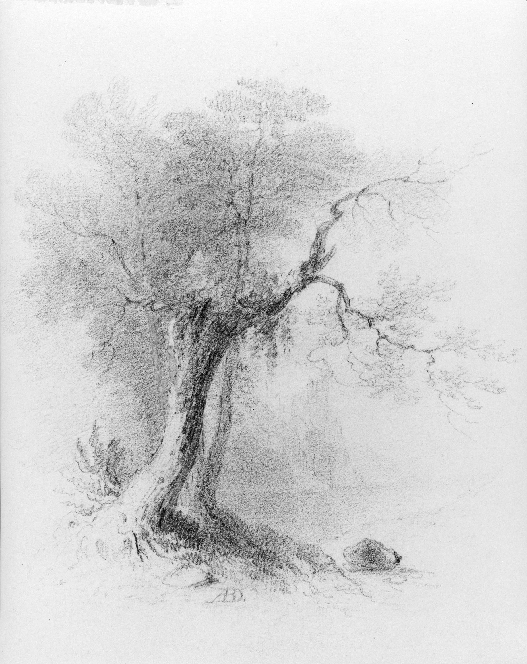 Pencil Sketch of Old Gnarled Tree