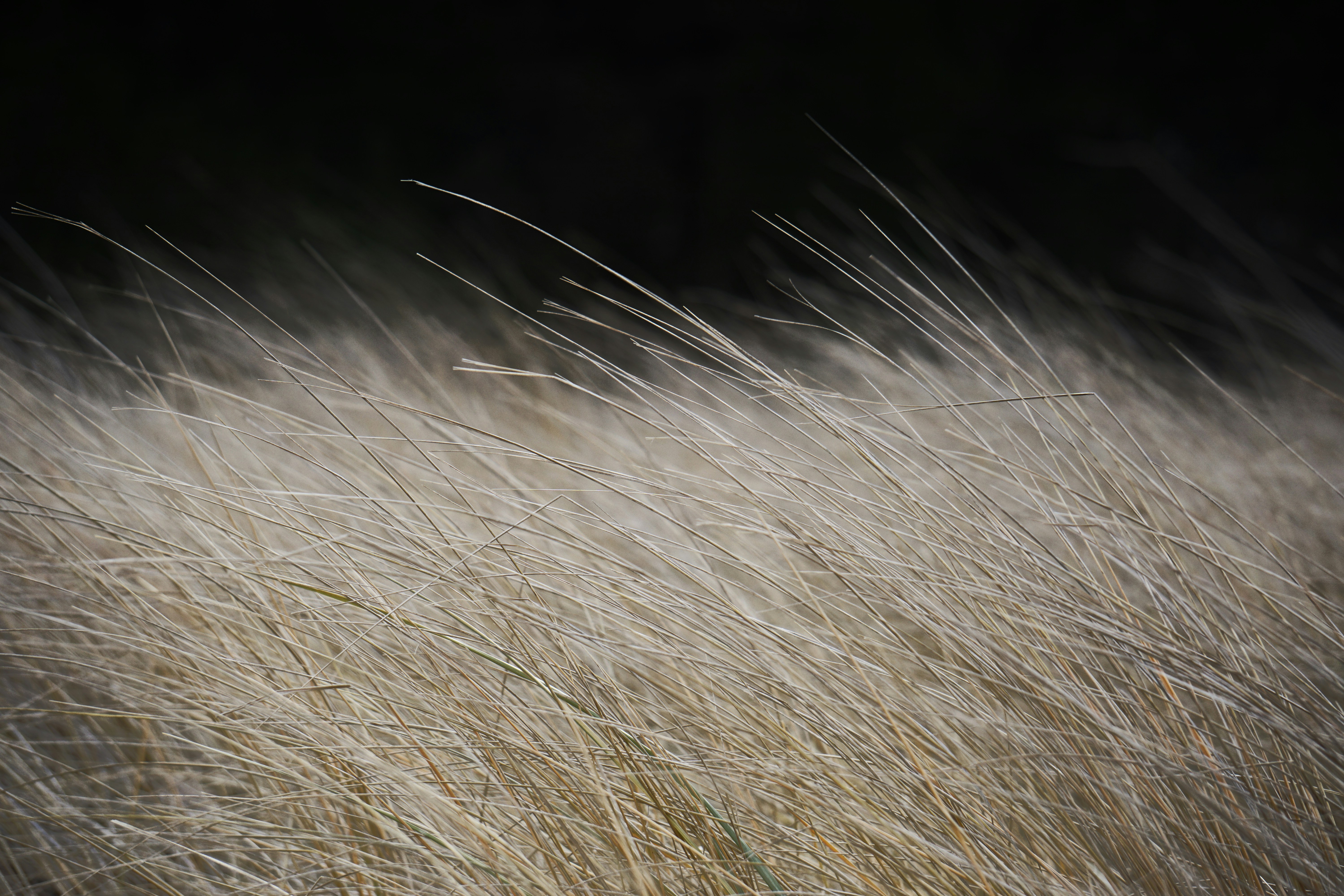 Sunlit Dry Grass