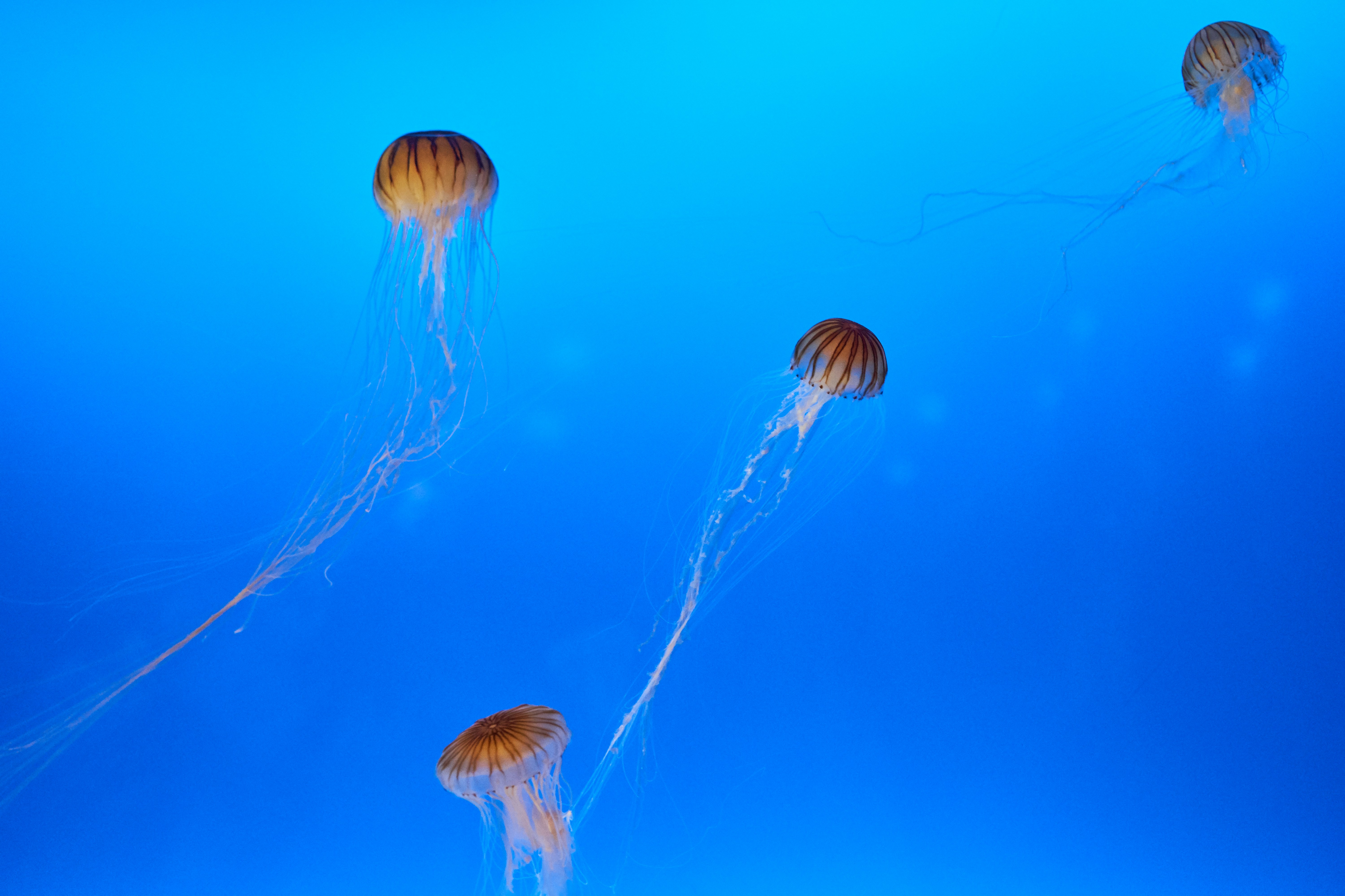 Four Jellyfish Floating in Blue Water