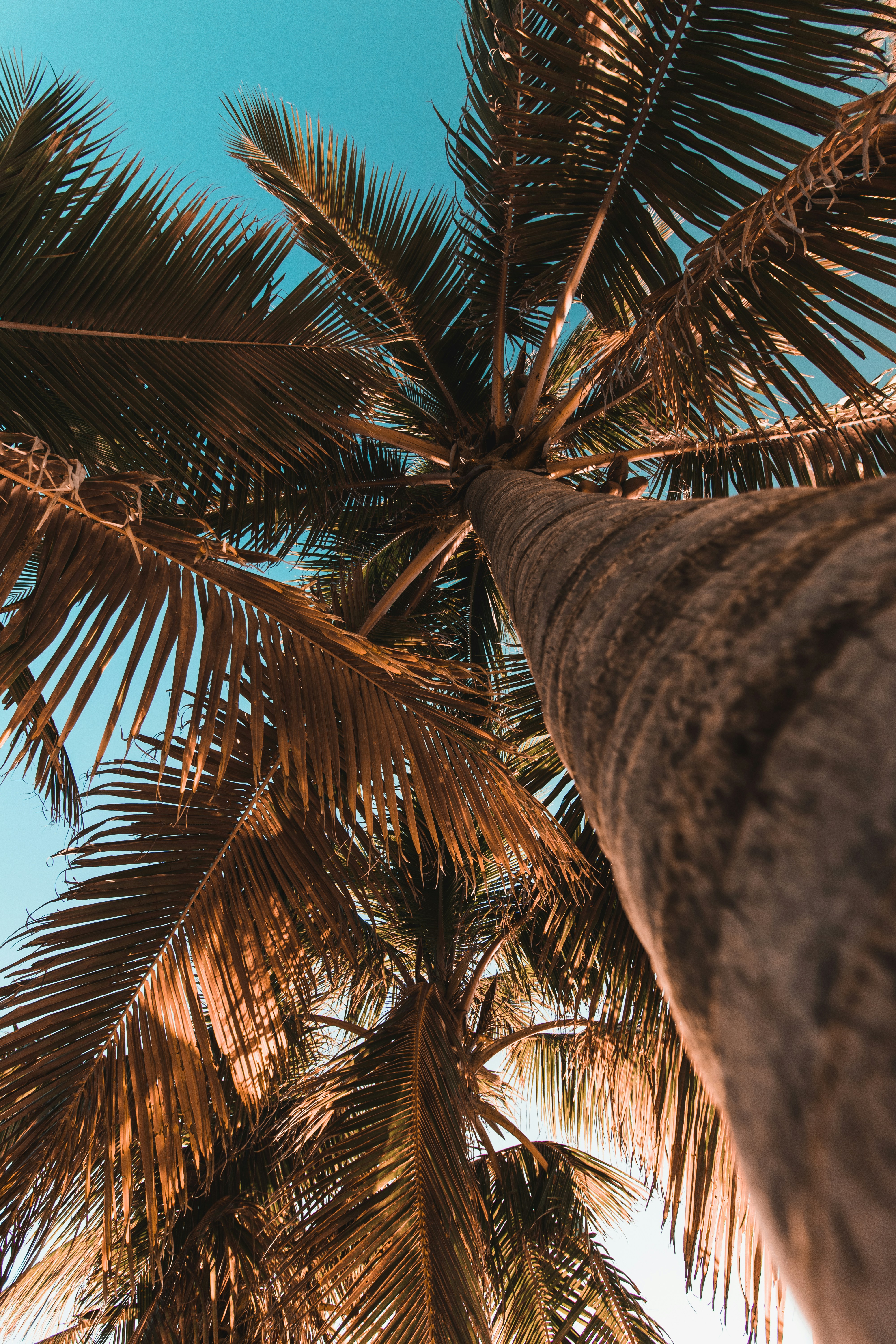 Low Angle View of Coconut Palms