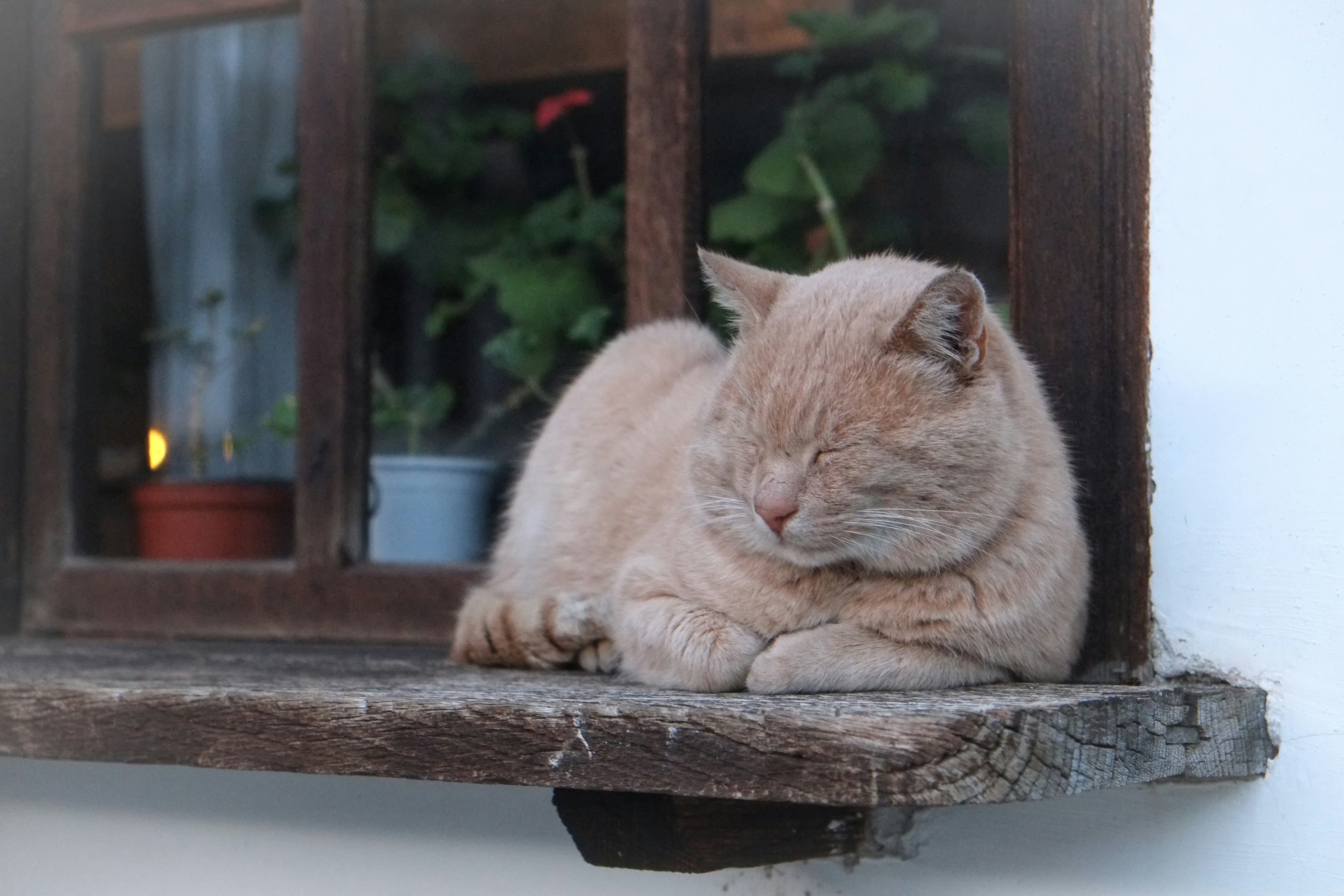 Sleeping Cat on Wooden Window Sill