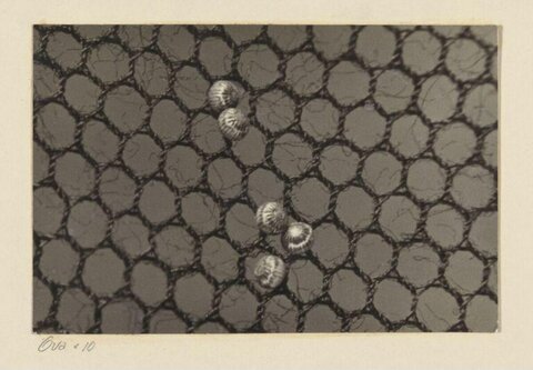 Micrograph of Insect Eggs