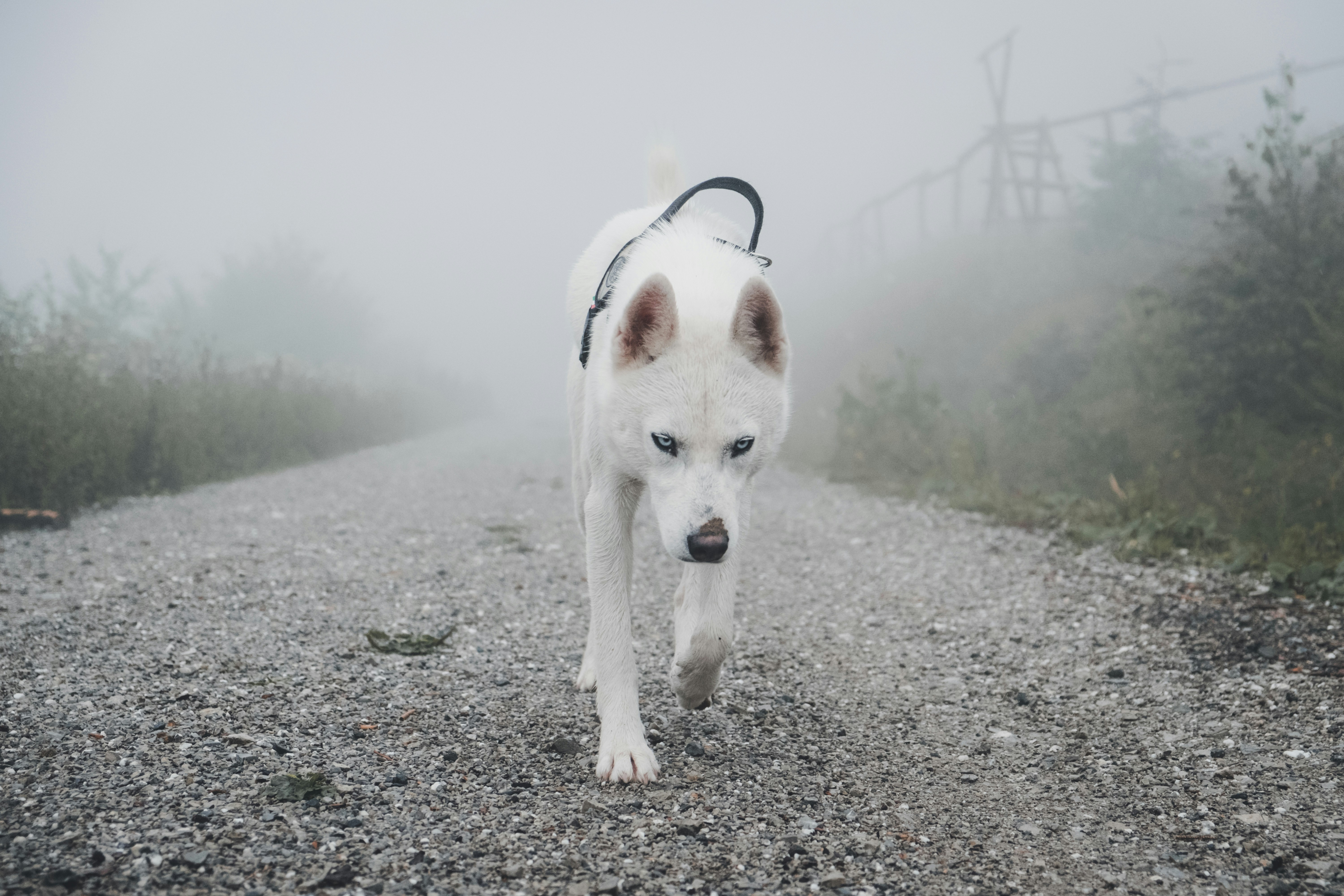 White Husky Walking on Foggy Gravel Road
