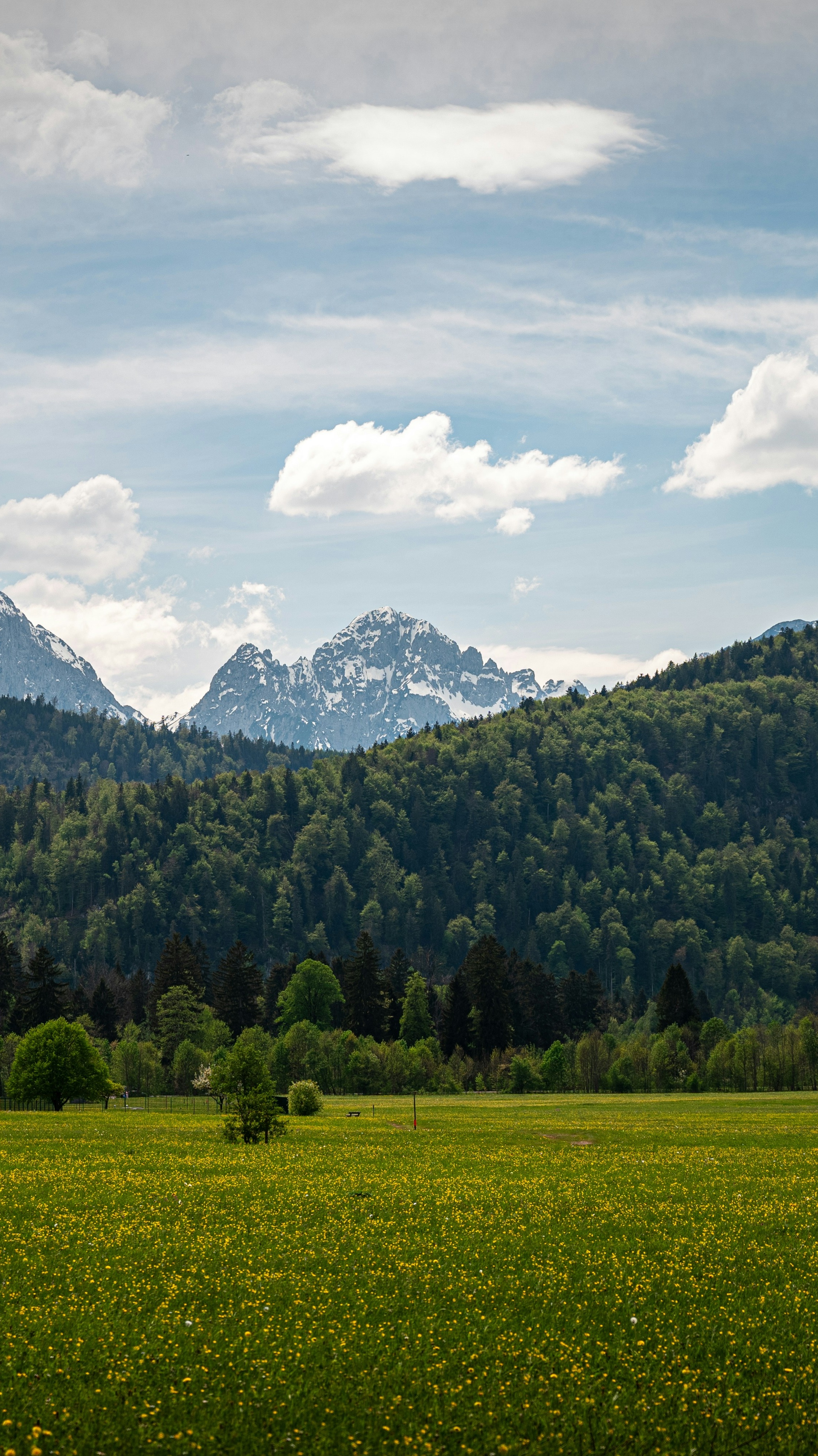 Wildflower Meadow and Snow-Capped Mountains