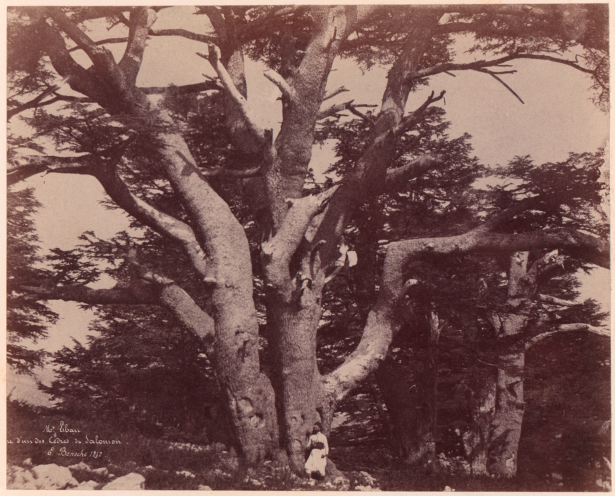 Ancient Giant Cedar of Mount Lebanon