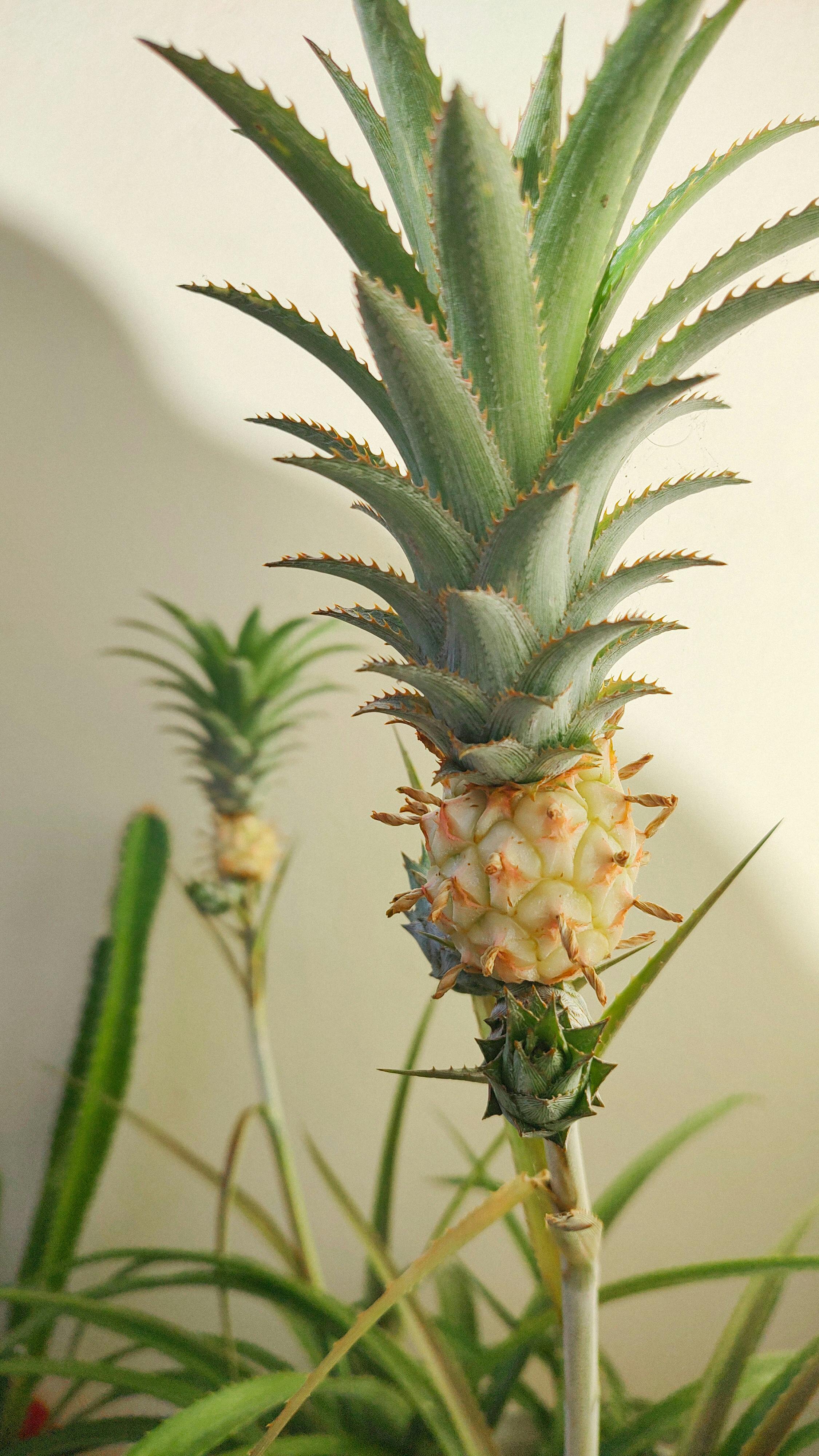 Indoor Growing Mini Pineapples