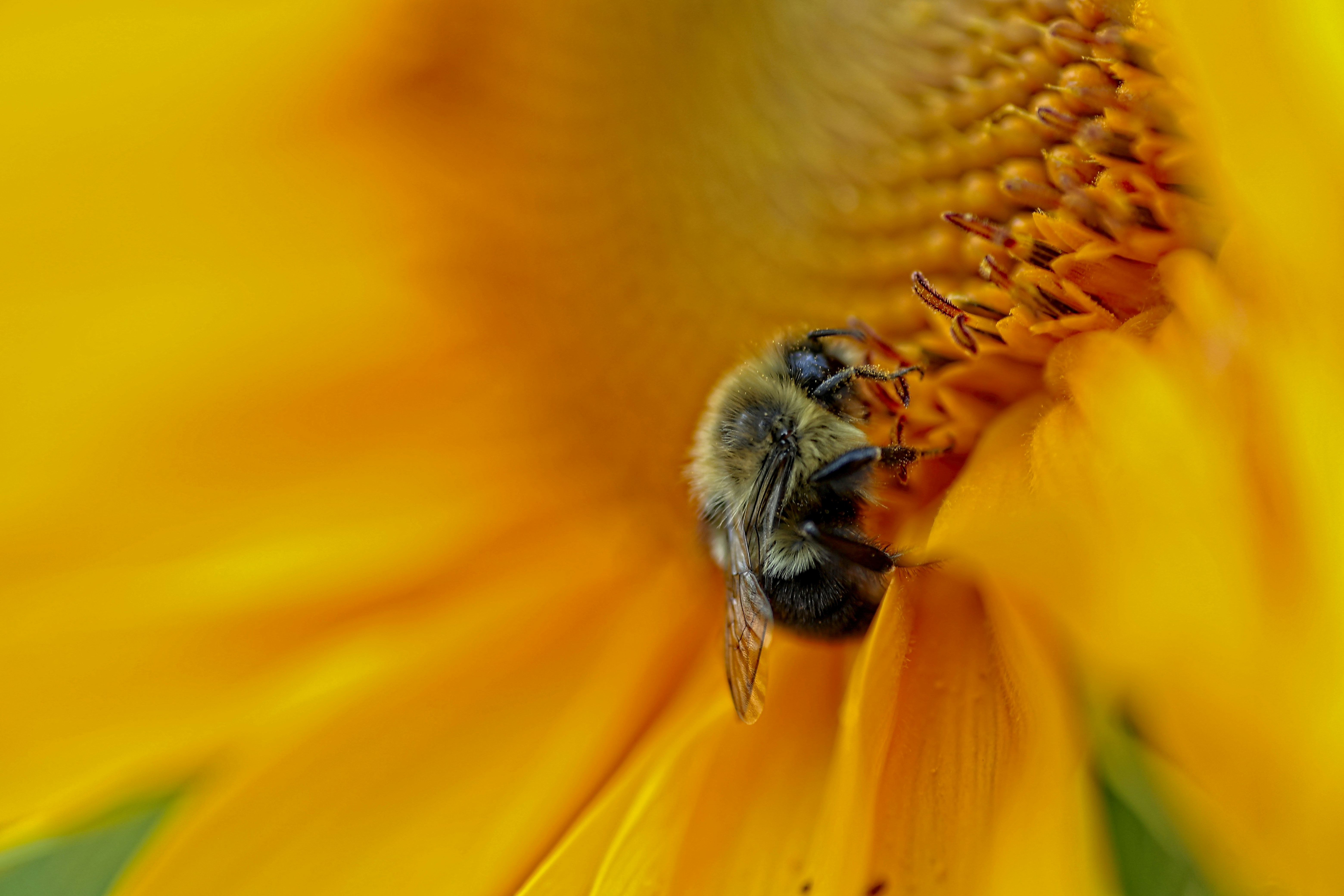 Bumblebee Foraging on Sunflower